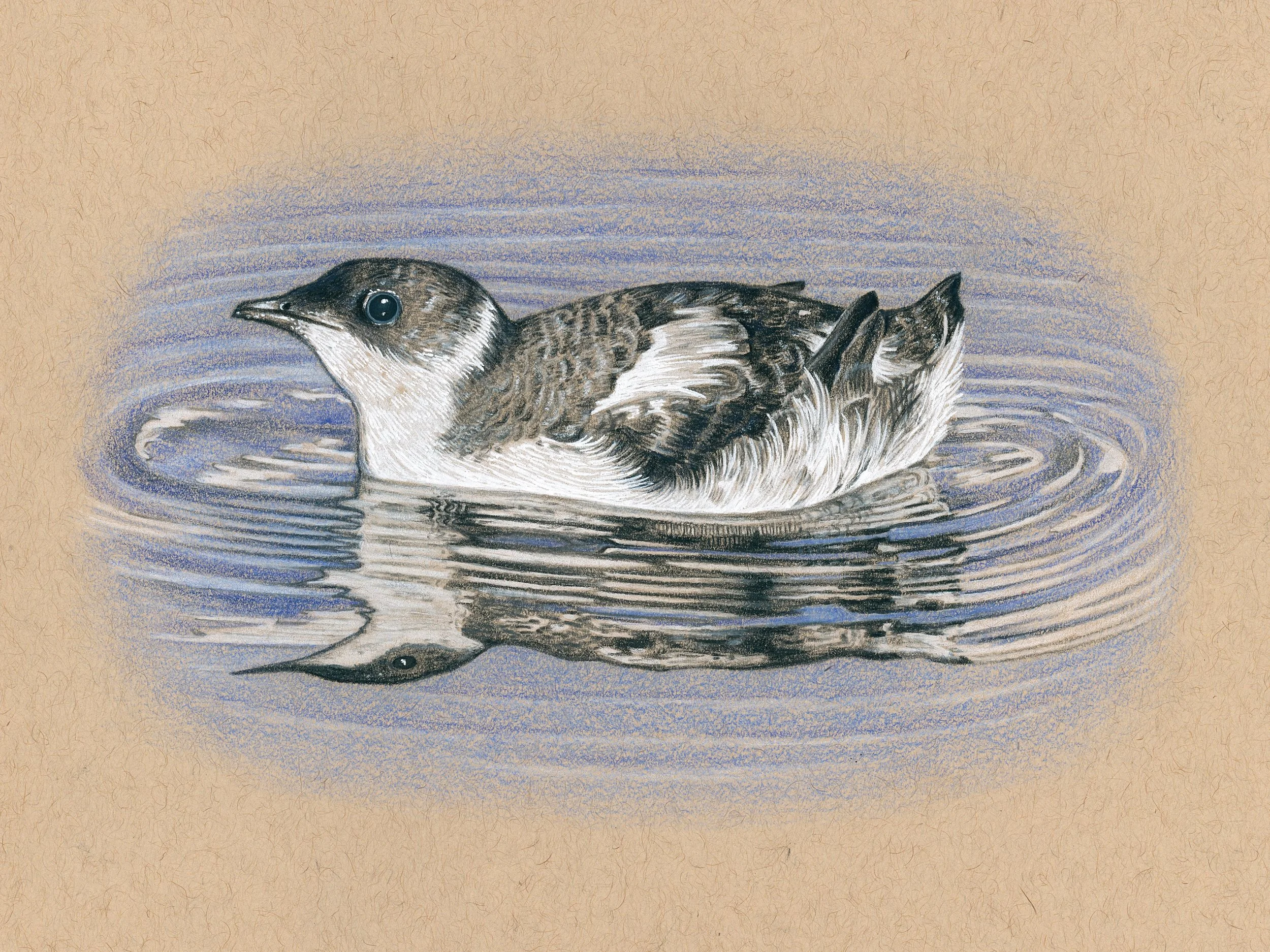 Marbled murrelets are one of the coolest birds, living important parts of their lives in the old growth forest as well as the sea!