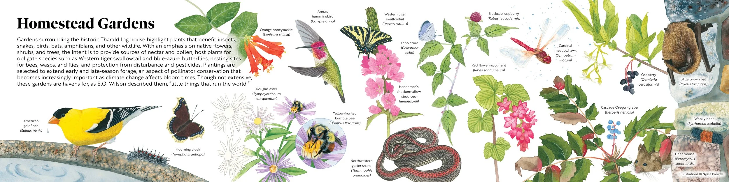 Illustrated panel made up of detailed watercolor paintings of plants and animals found in a homestead garden on Shaw Island, WA.