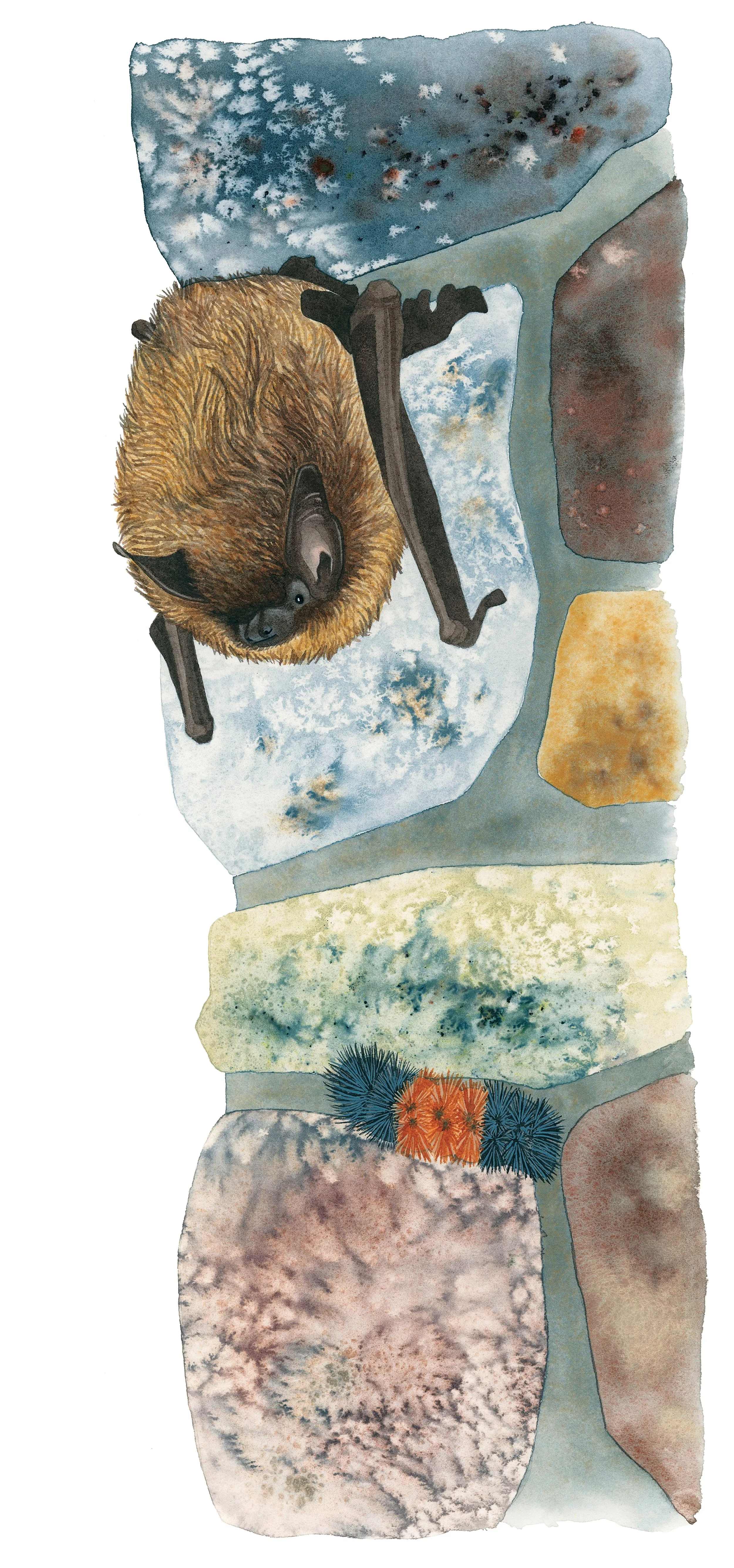 Little brown bat clinging to a chimney next to a woolly bear caterpillar