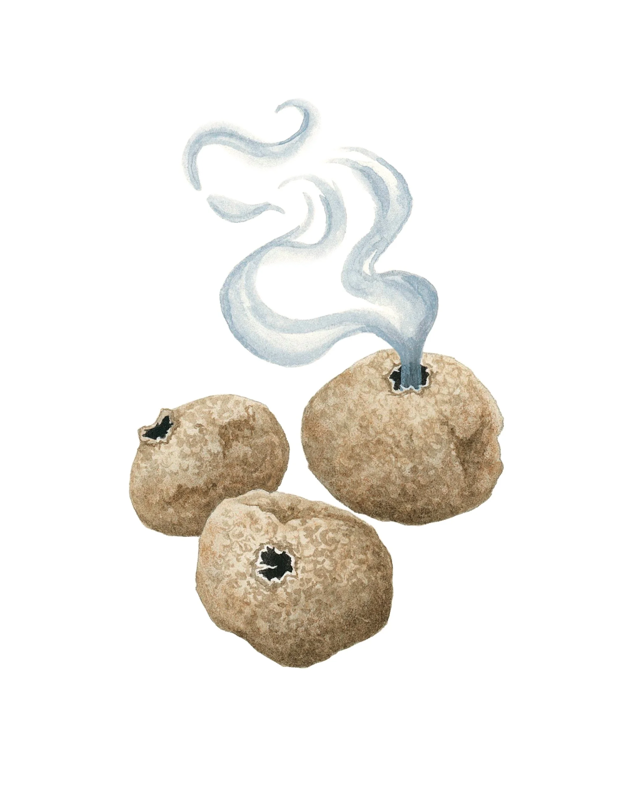 Common puffball mushroom