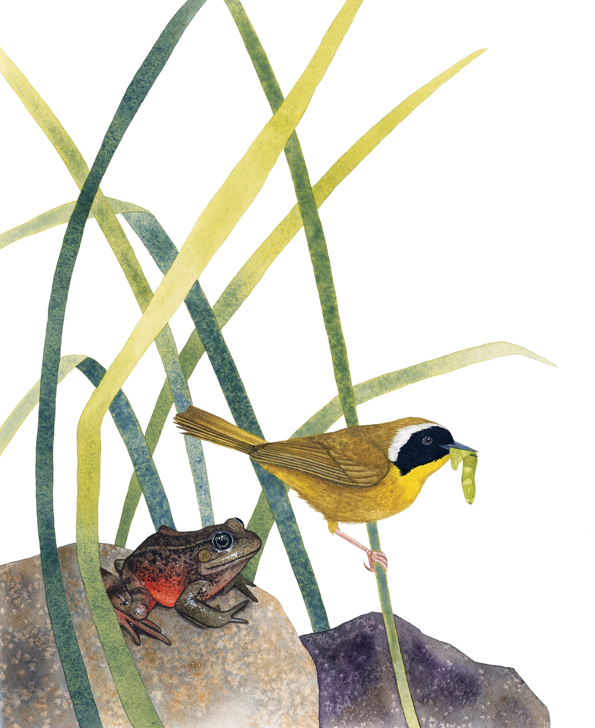 Northern red-legged frog next to a common yellowthroat