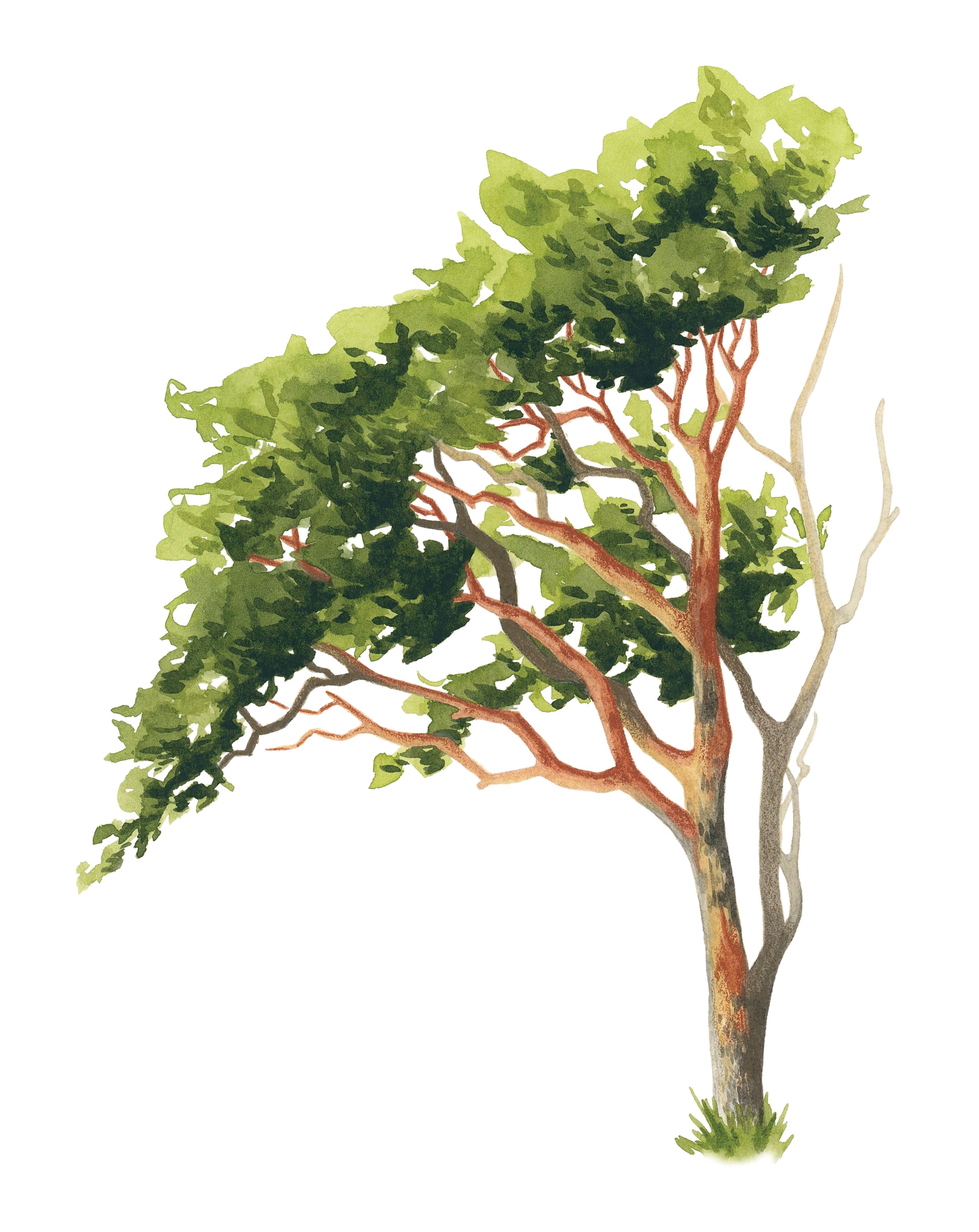 Pacific madrone