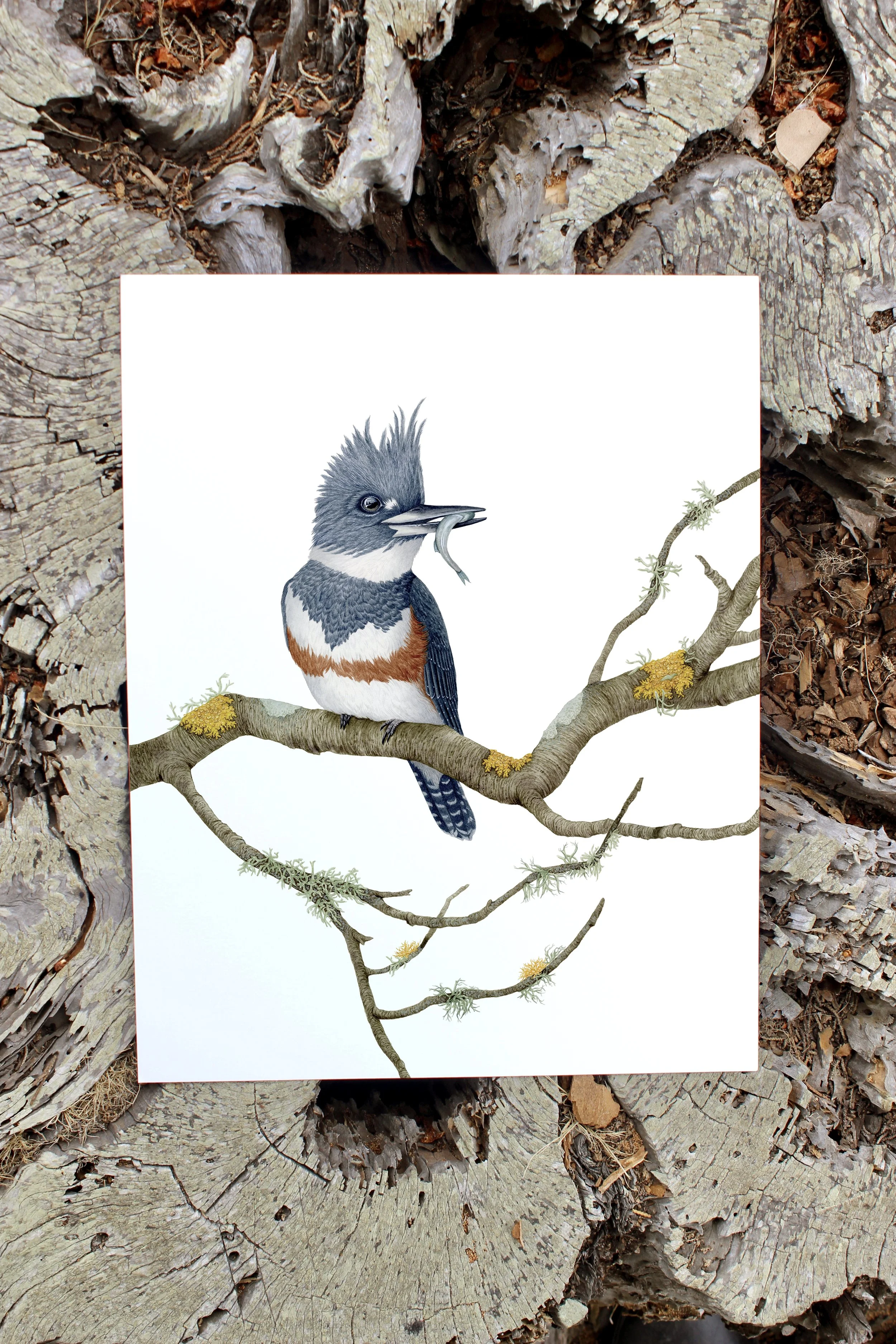 Illustration of a bird perched on a branch with a small fish in its beak, positioned on a tree branch with moss and lichen. The illustration is placed on a background of tree bark and leaves.