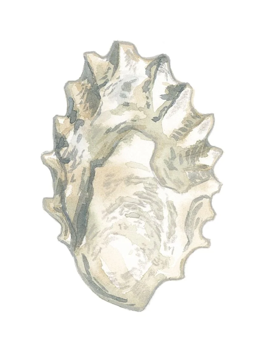 Pacific oyster shell