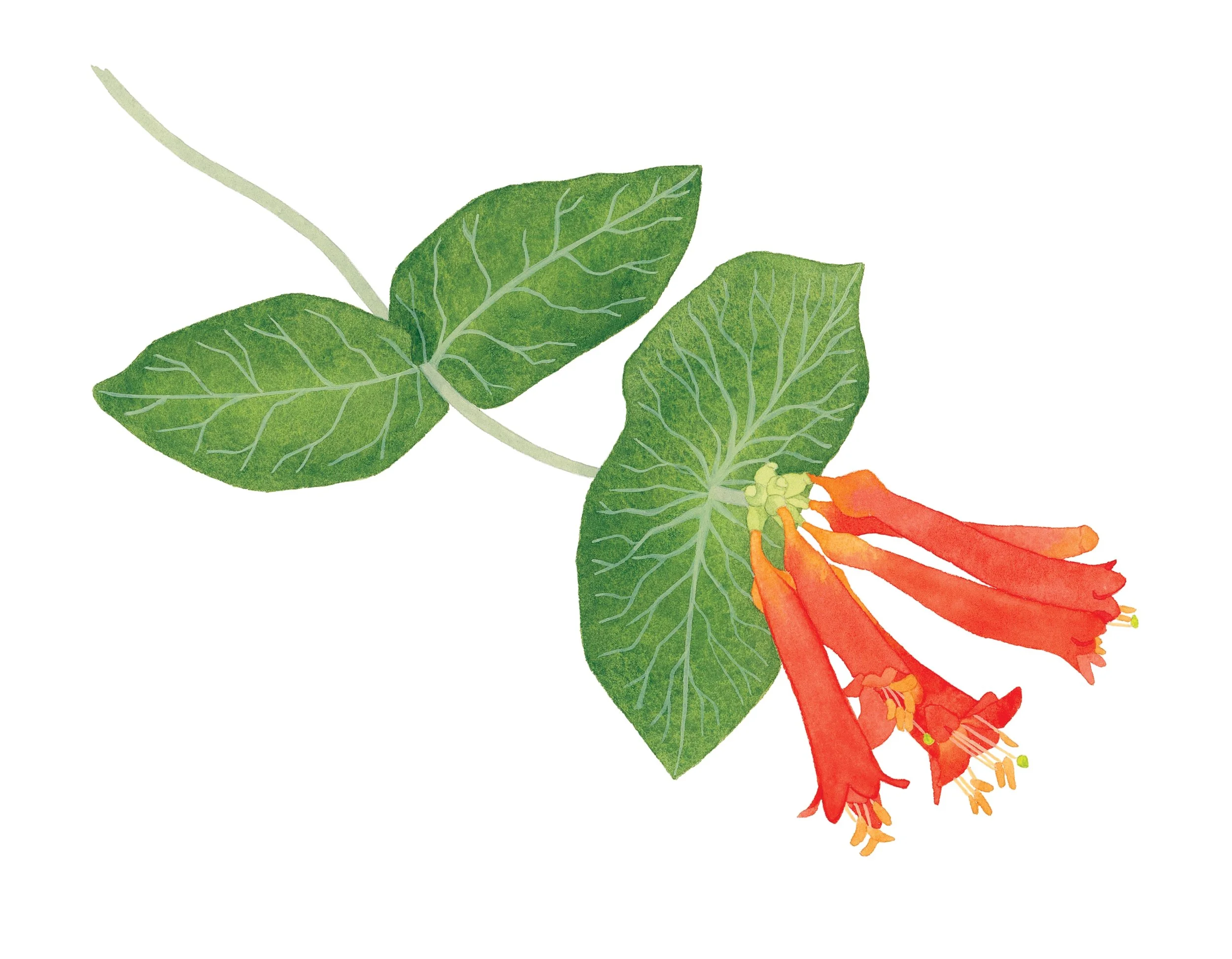 Orange honeysuckle in bloom