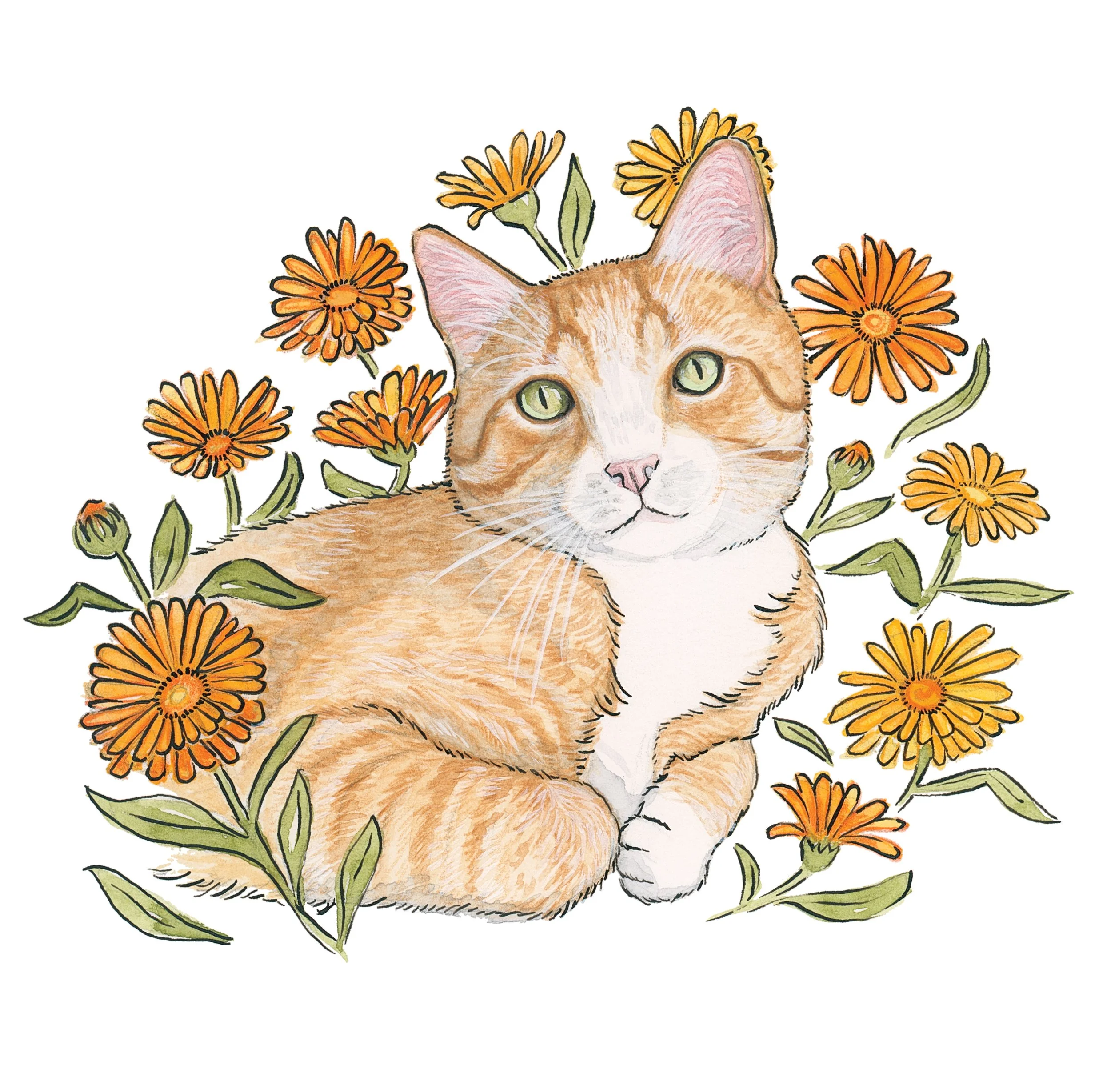 George the cat surrounded by calendula flowers