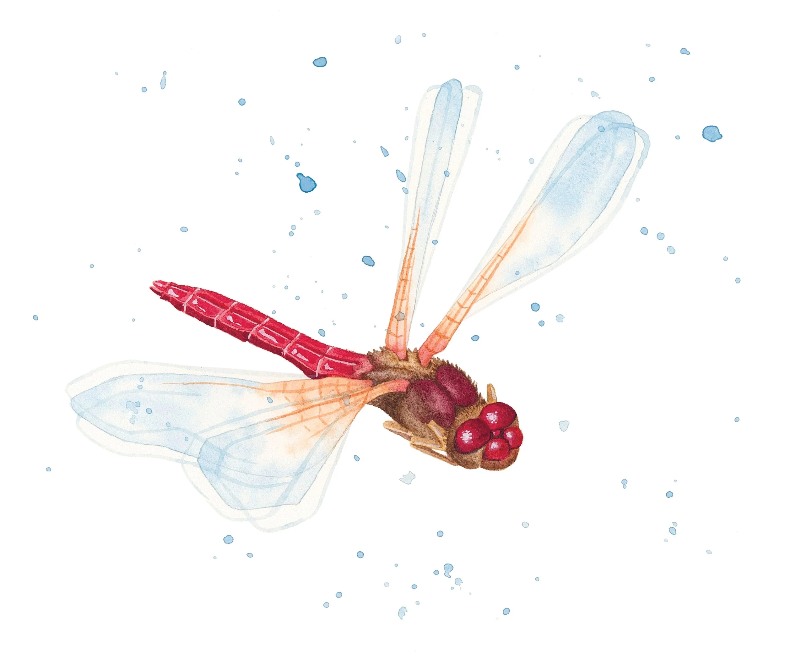 Cardinal meadowhawk dragonfly