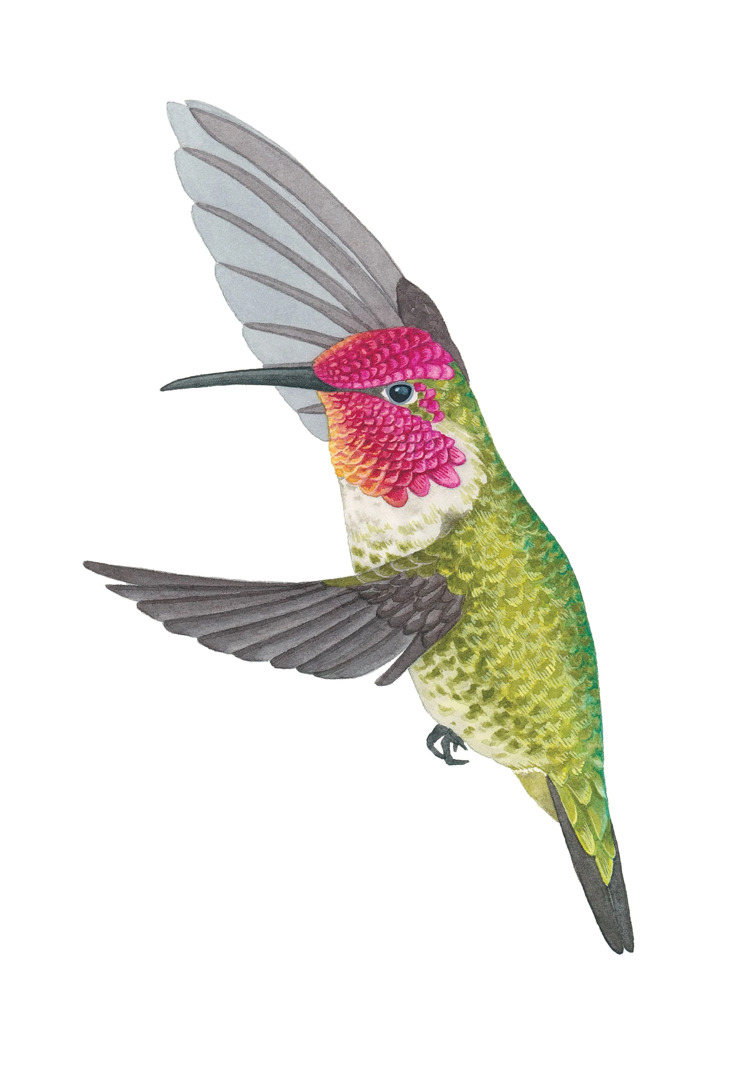 Anna's hummingbird