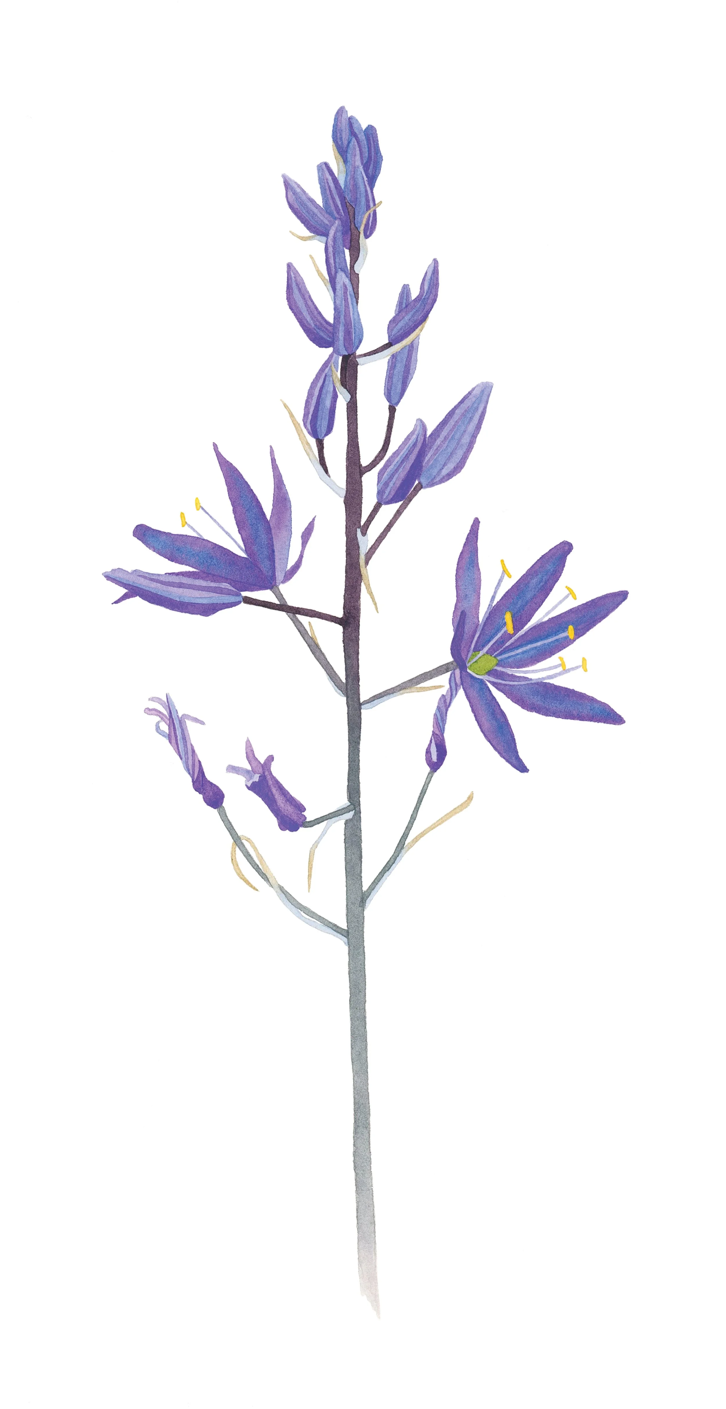 Small camas