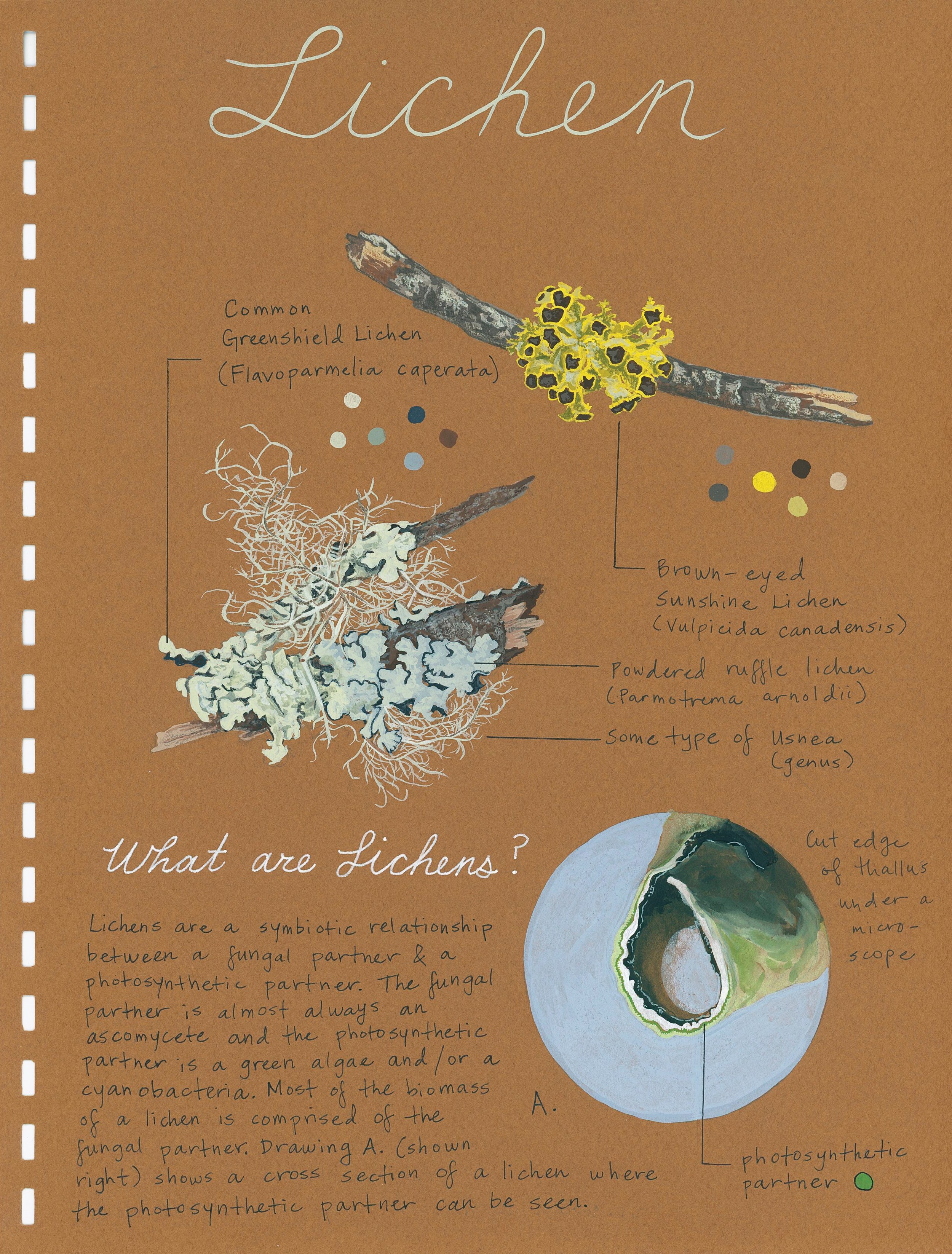 Sketch_Lichen Study Page.jpg