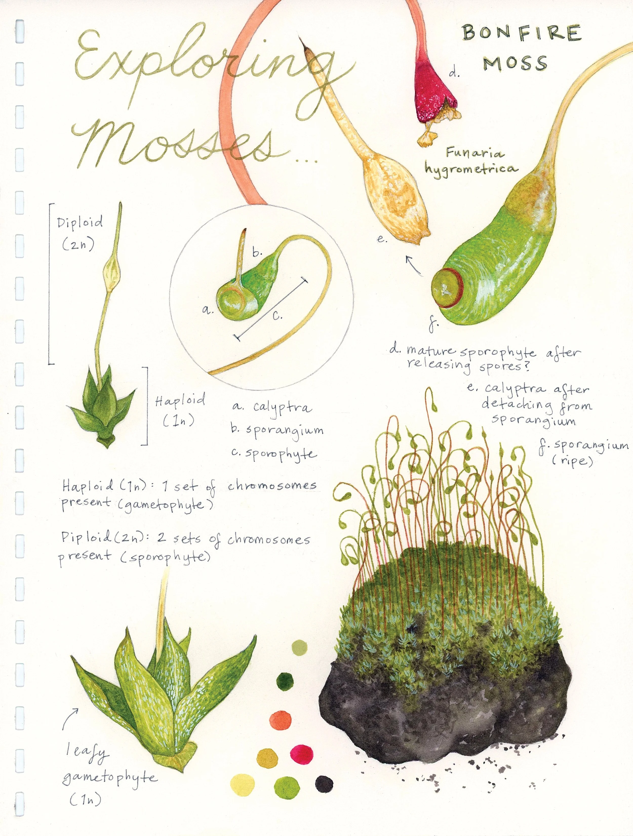 Sketch_Moss Study.jpg