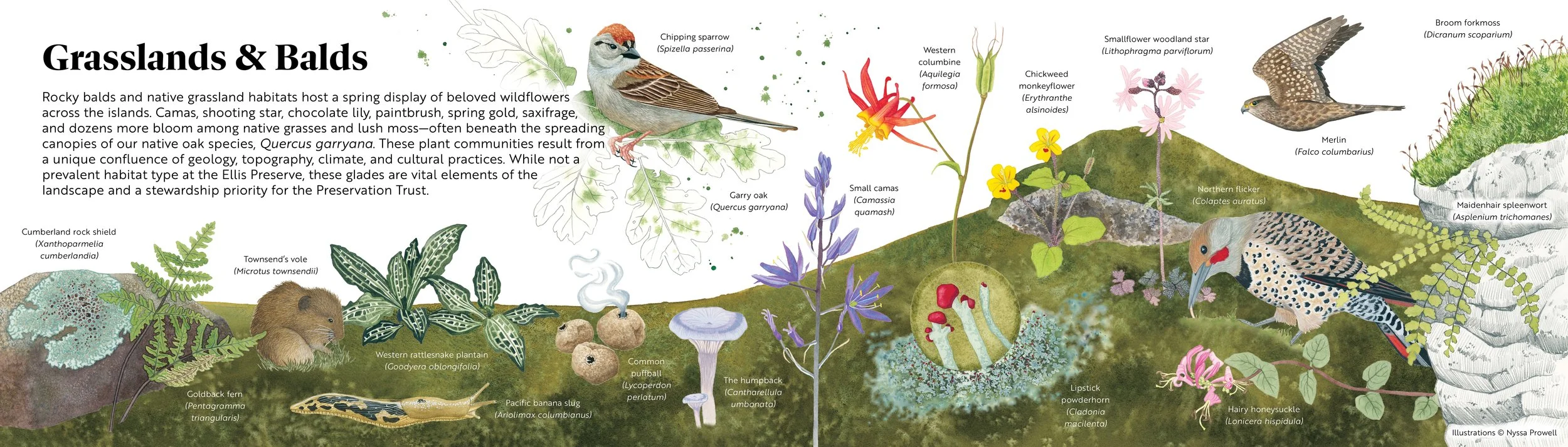 Illustrated panel made up of detailed watercolor paintings of plants and animals found in grassland habitats on Shaw Island, WA.