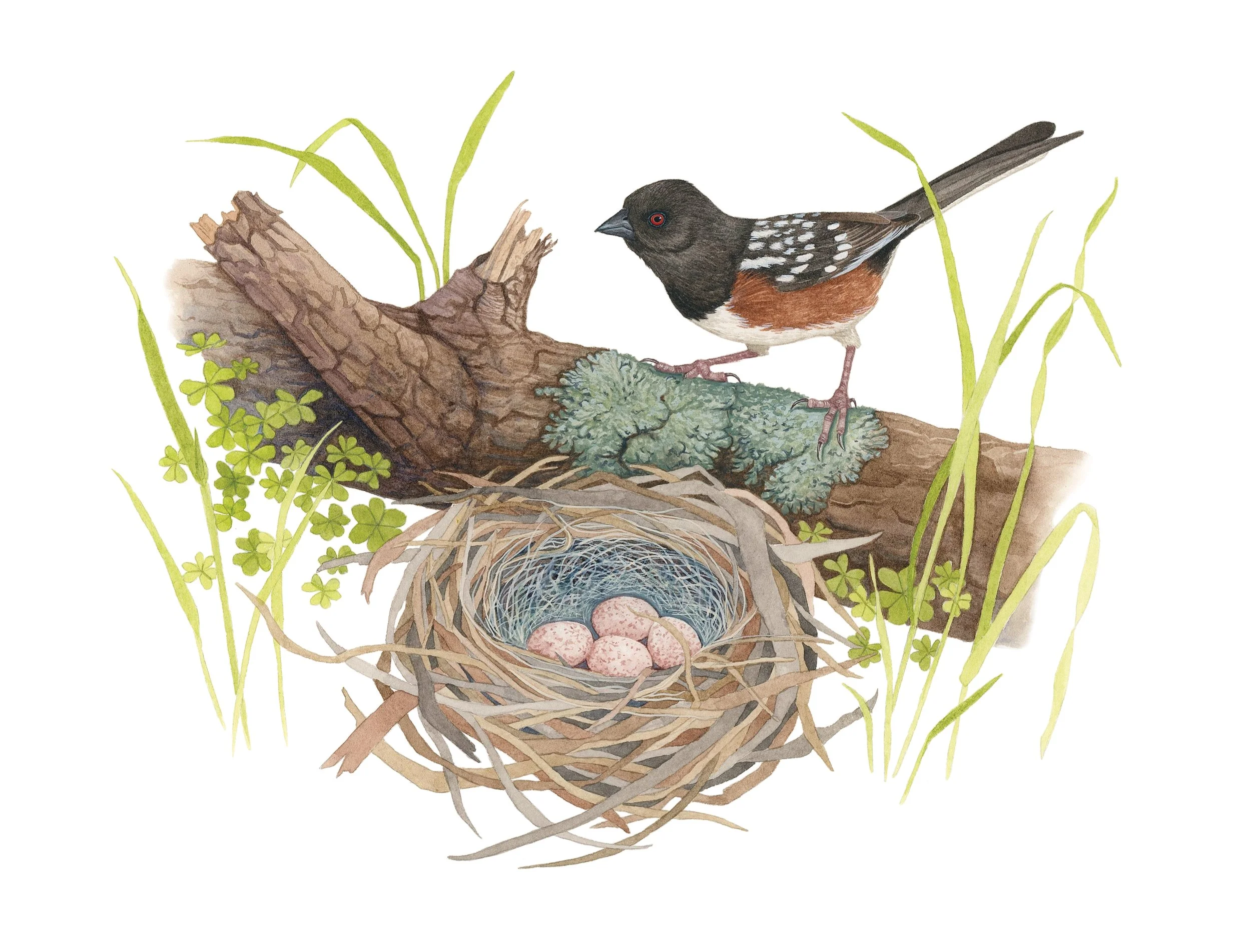 Spotted towhee watching over its nest