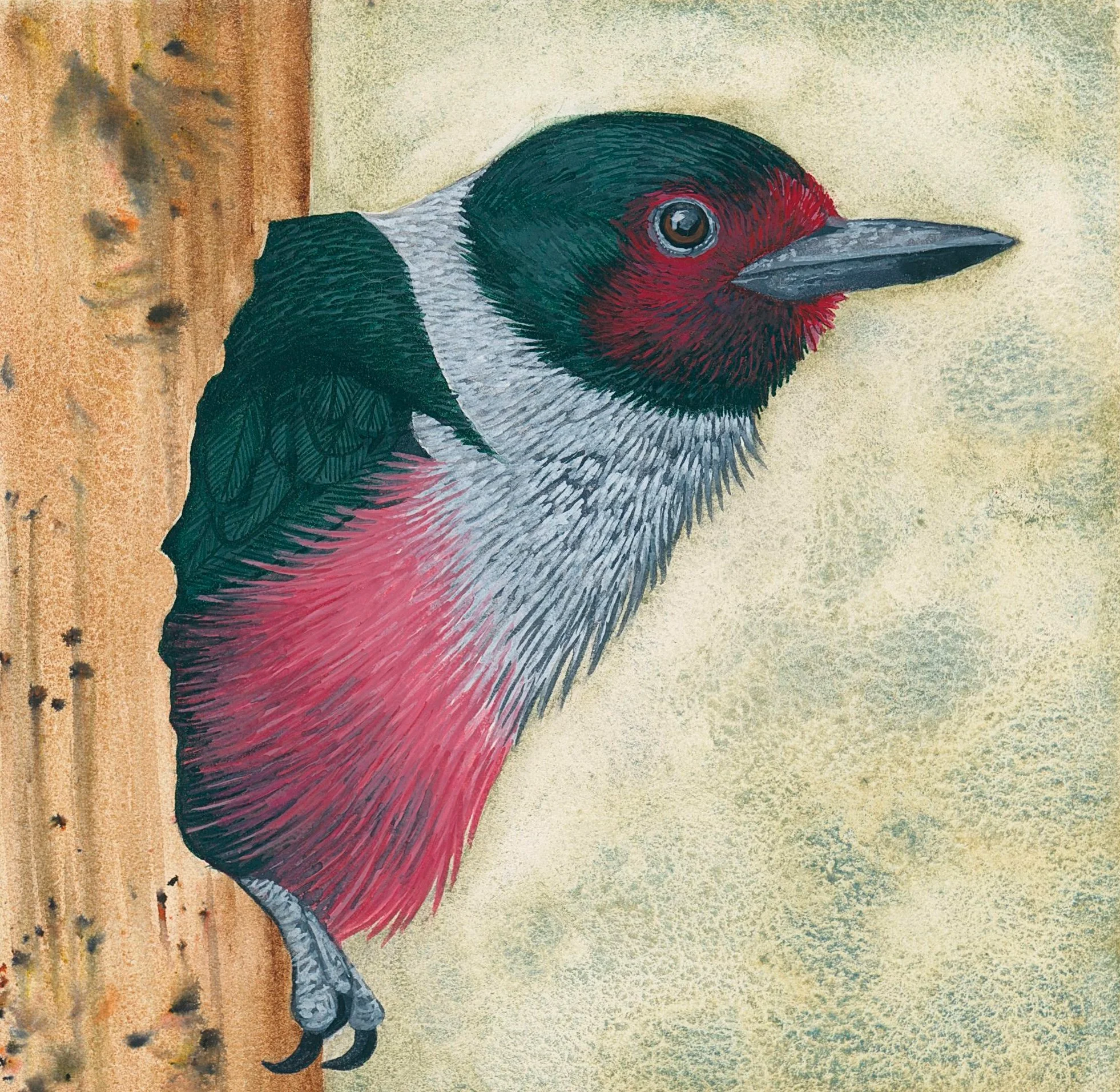 Lewis's woodpecker peeking out from its cavity nest