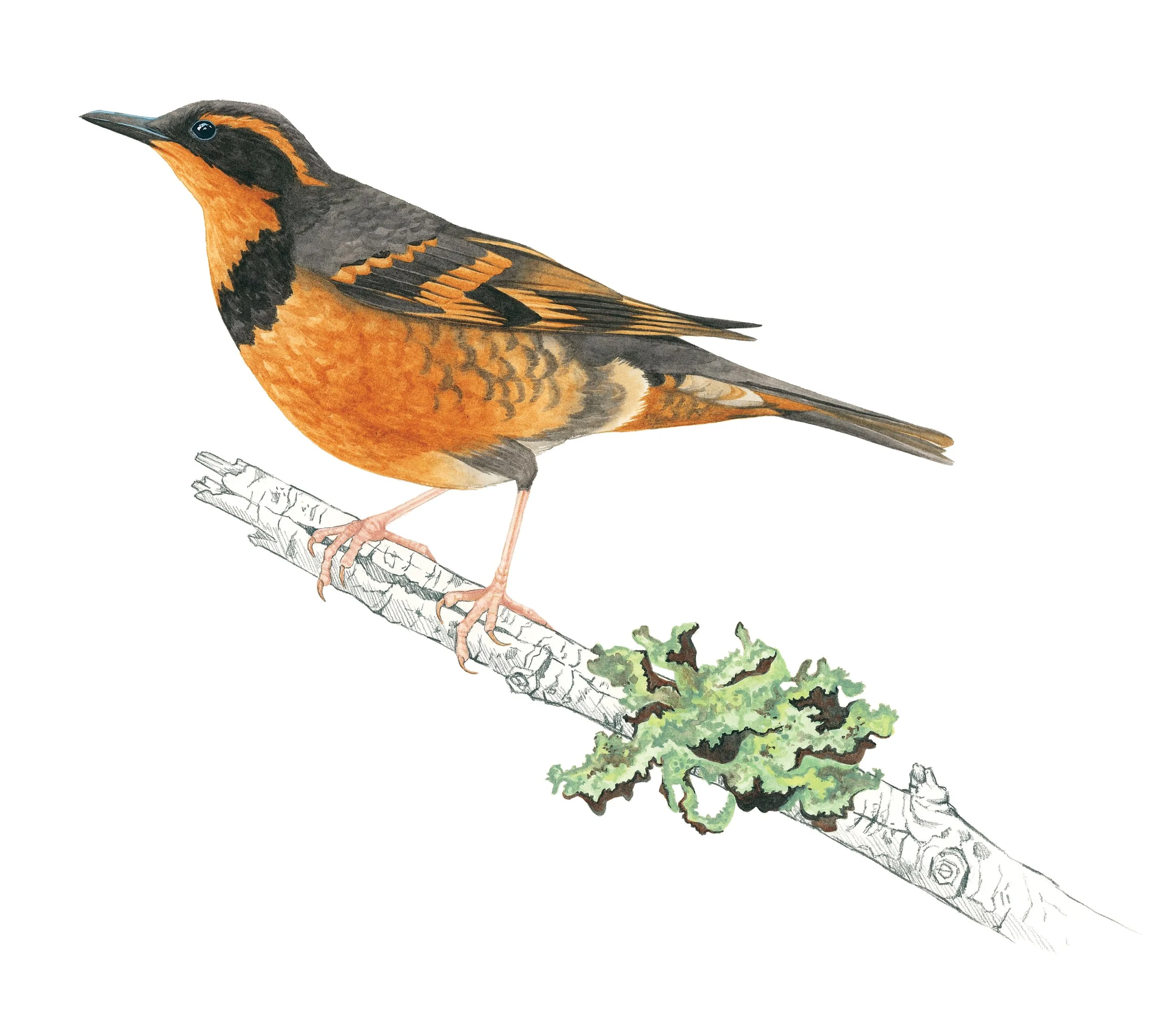 Varied thrush sitting on a branch with some varied rag lichen