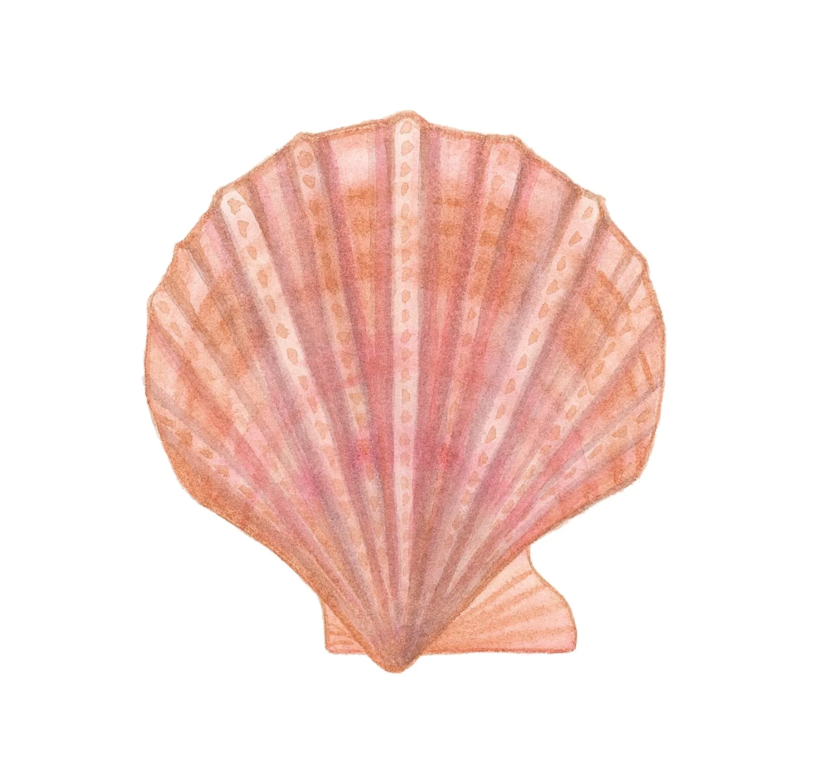 Spiny scallop shell