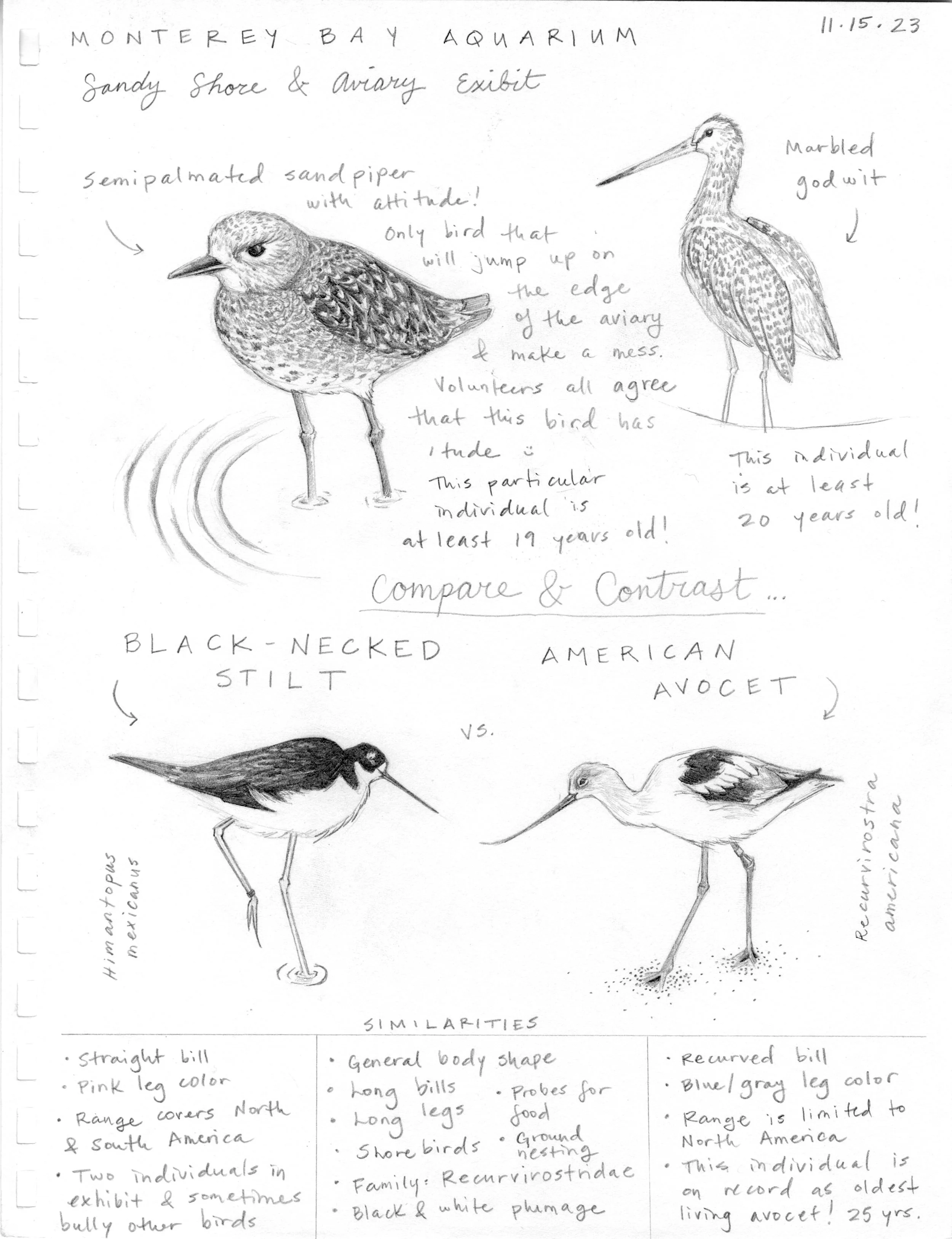 Sketch_Aquarium Birds.jpg