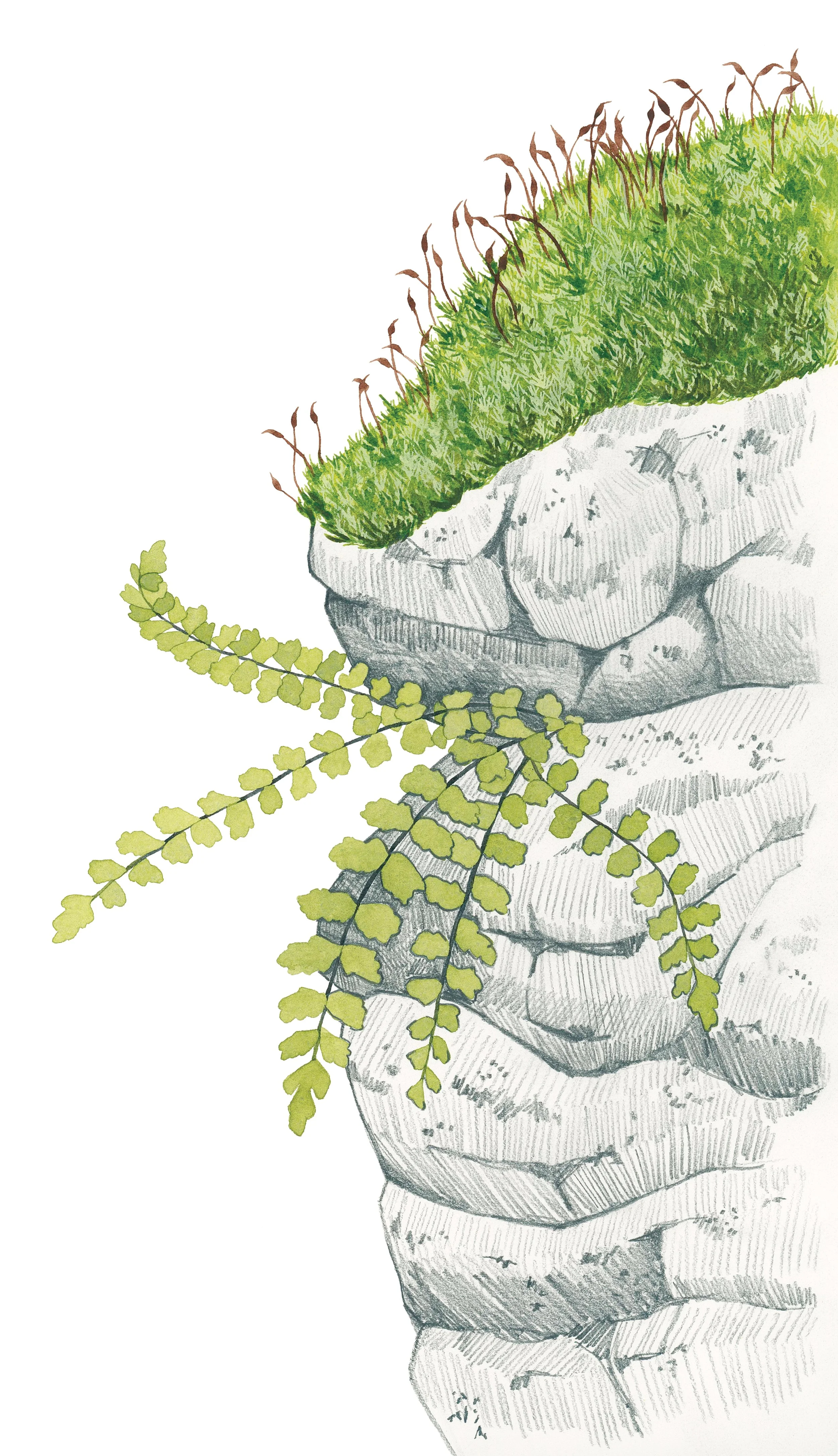 Broom forkmoss and maidenhair spleenwort
