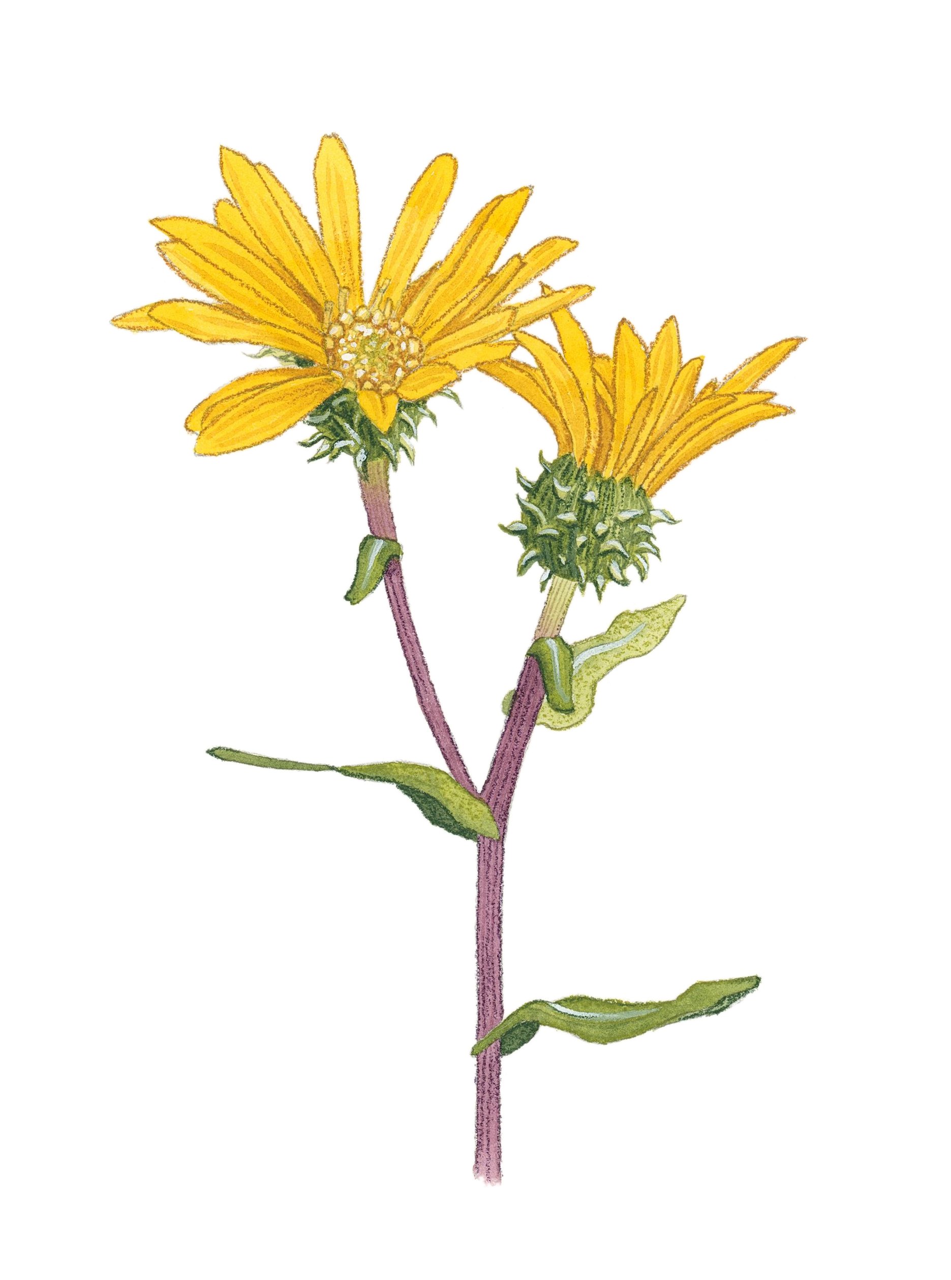 Puget Sound gumweed