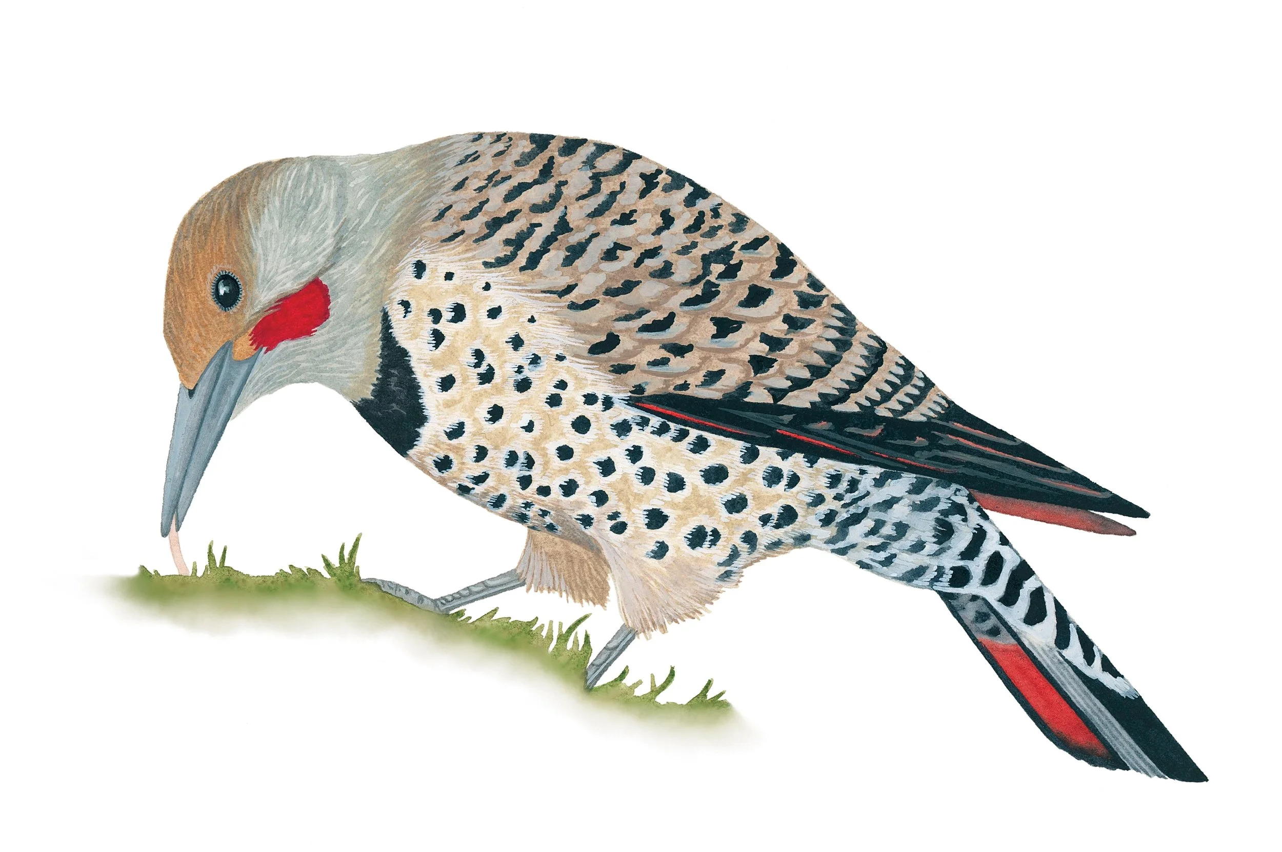 Northern flicker