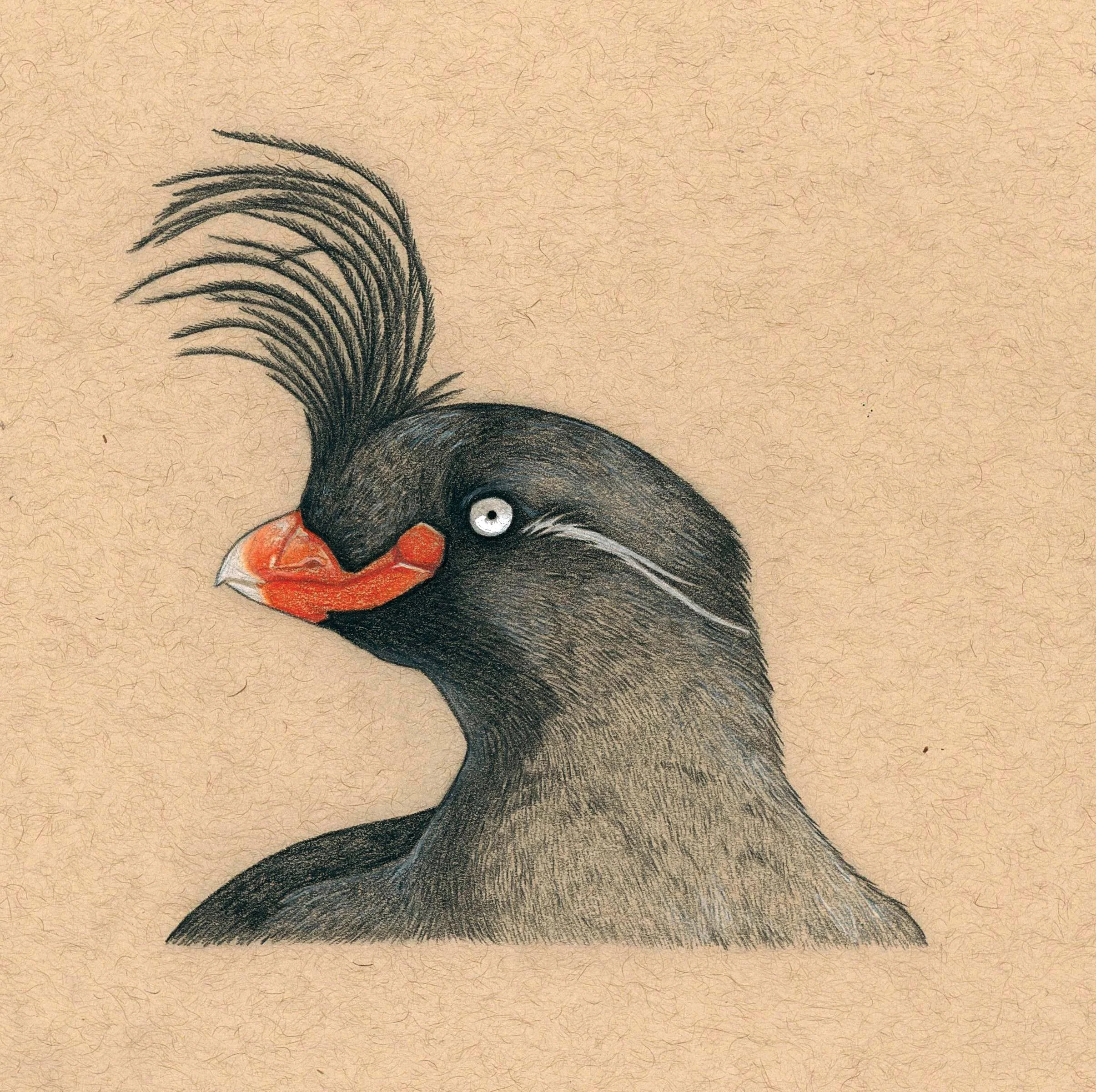 My favorite fact about crested auklets is that they smell like citrus!
