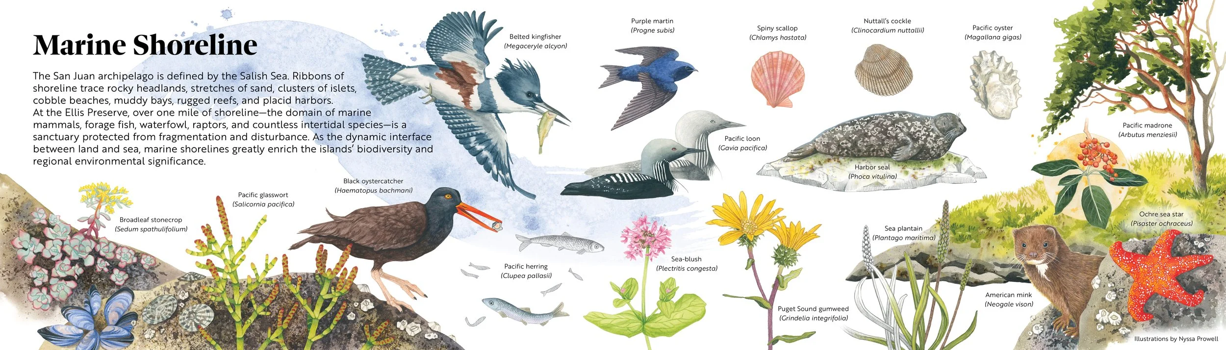 Illustrated panel made up of detailed watercolor paintings of plants and animals found in marine shoreline habitats on Shaw Island, WA.
