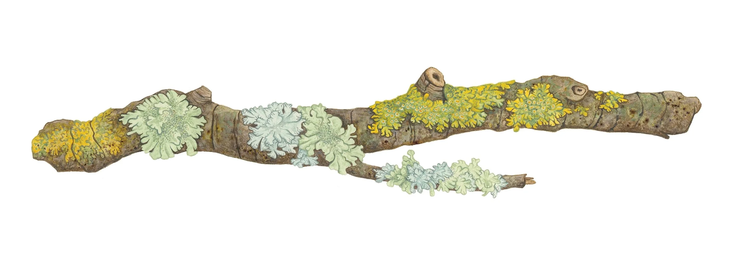 Lots of interesting lichen to look at on a single branch