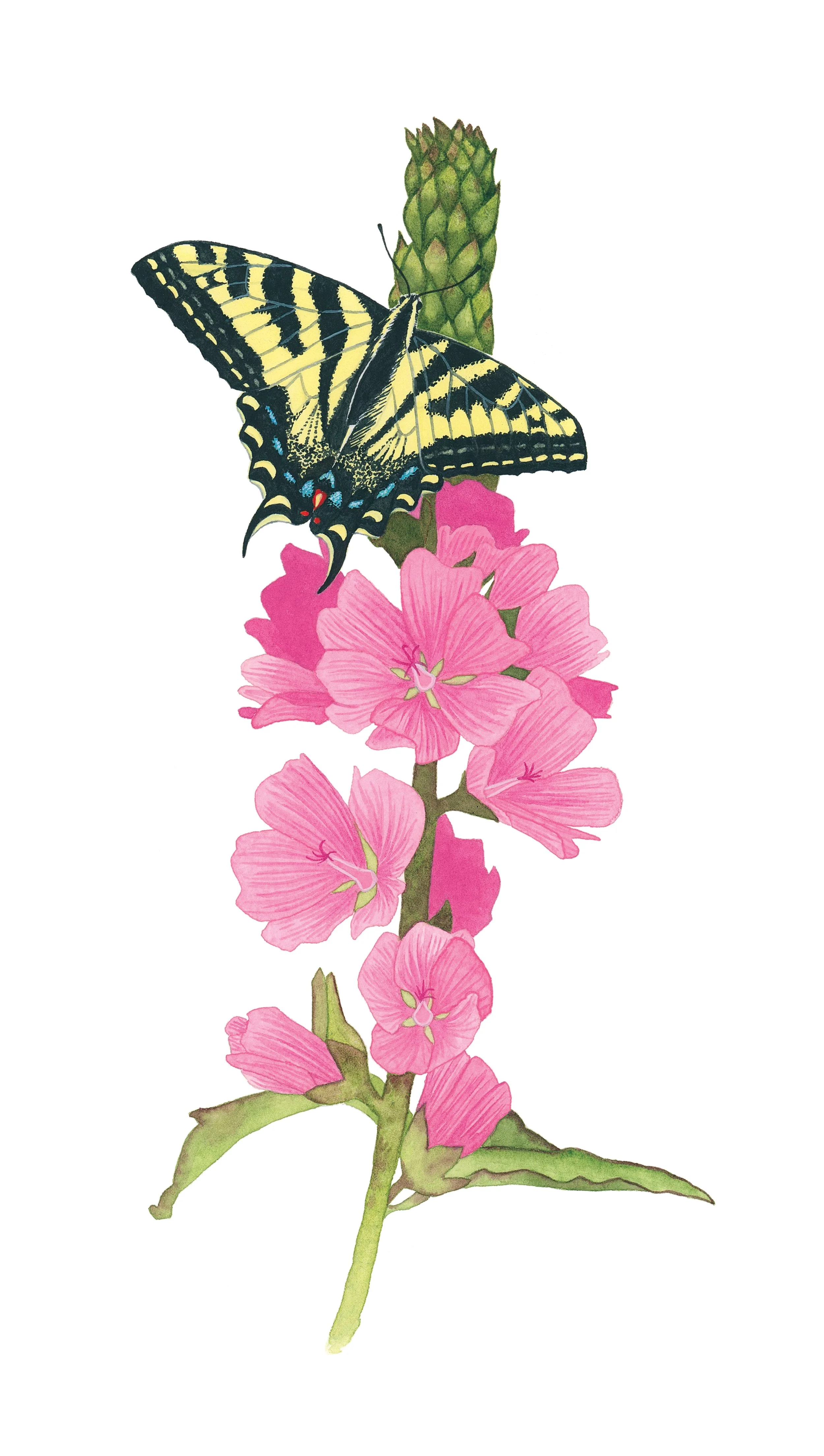 Western tiger swallowtail sitting on a Henderson's checkermallow