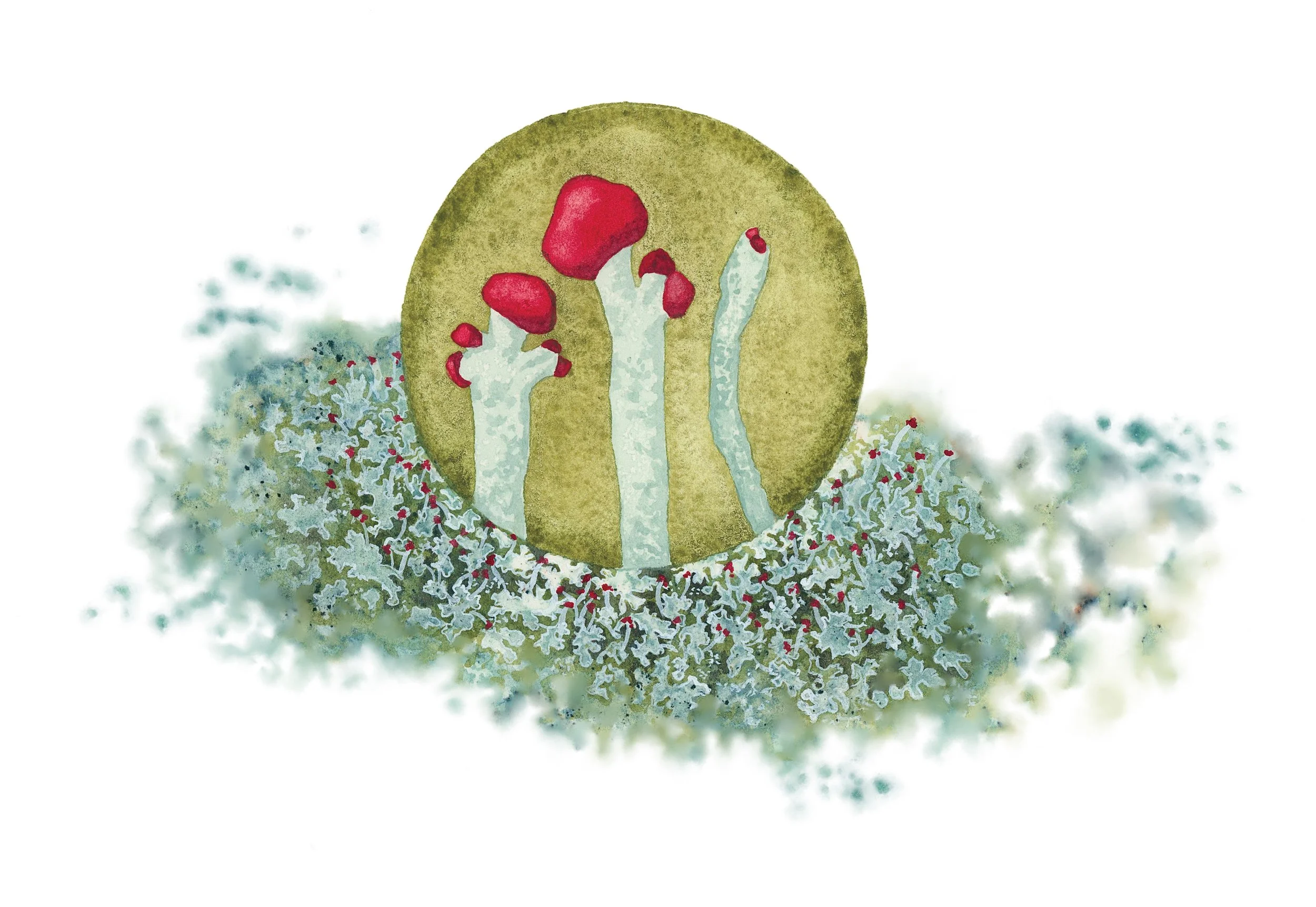 Lipstick powderhorn lichen