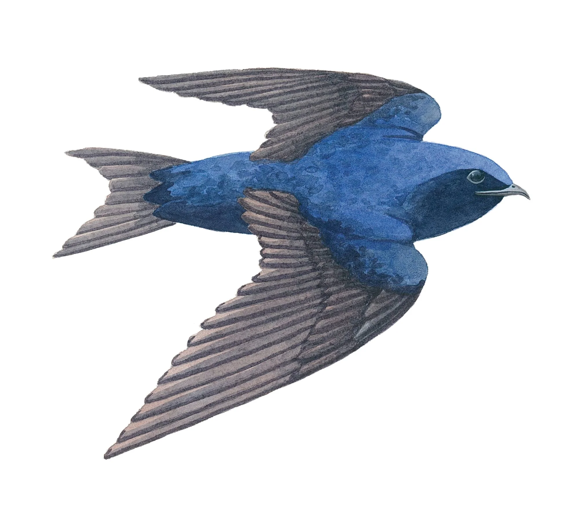 Purple martin