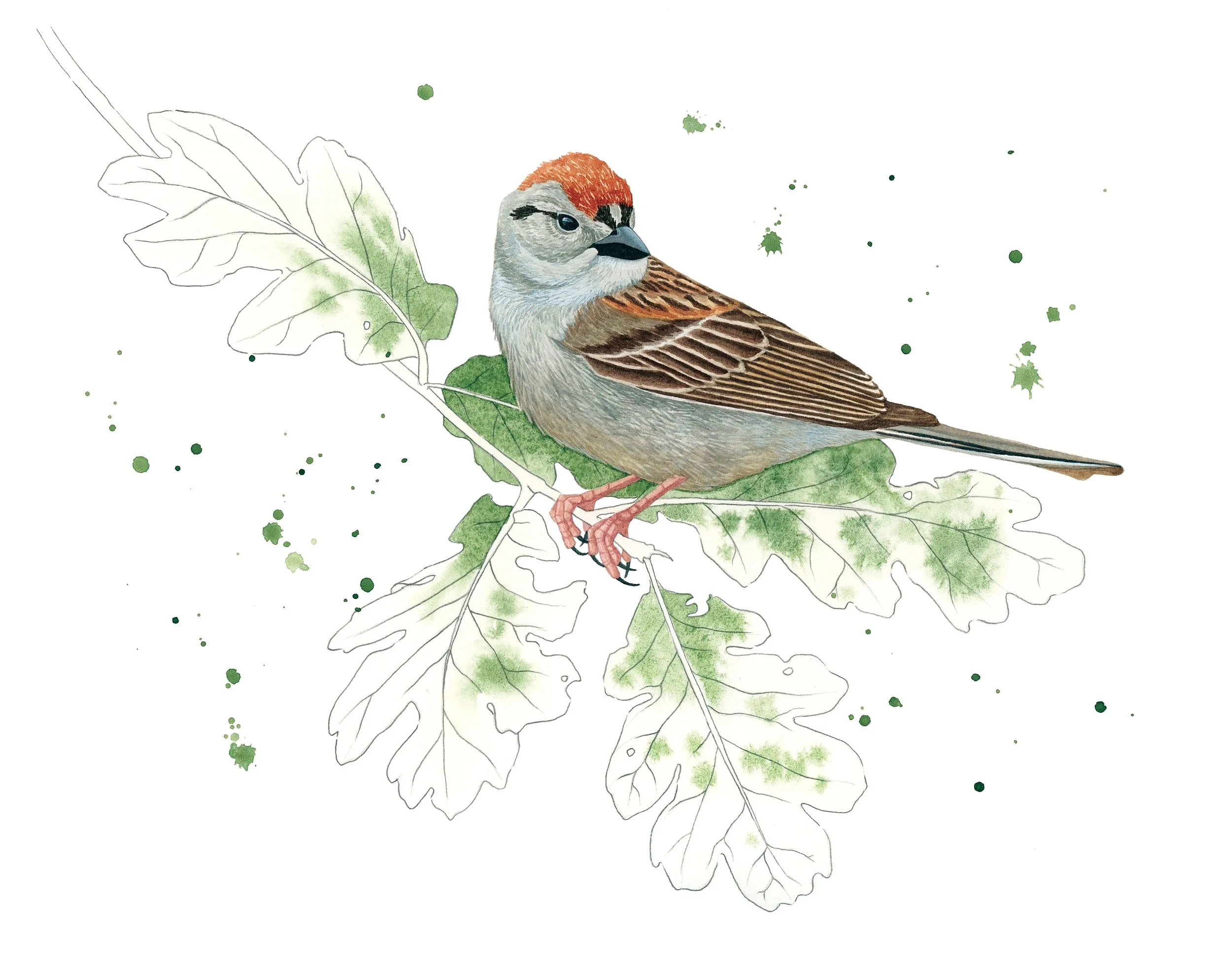 Chipping sparrow perched on a Garry oak branch