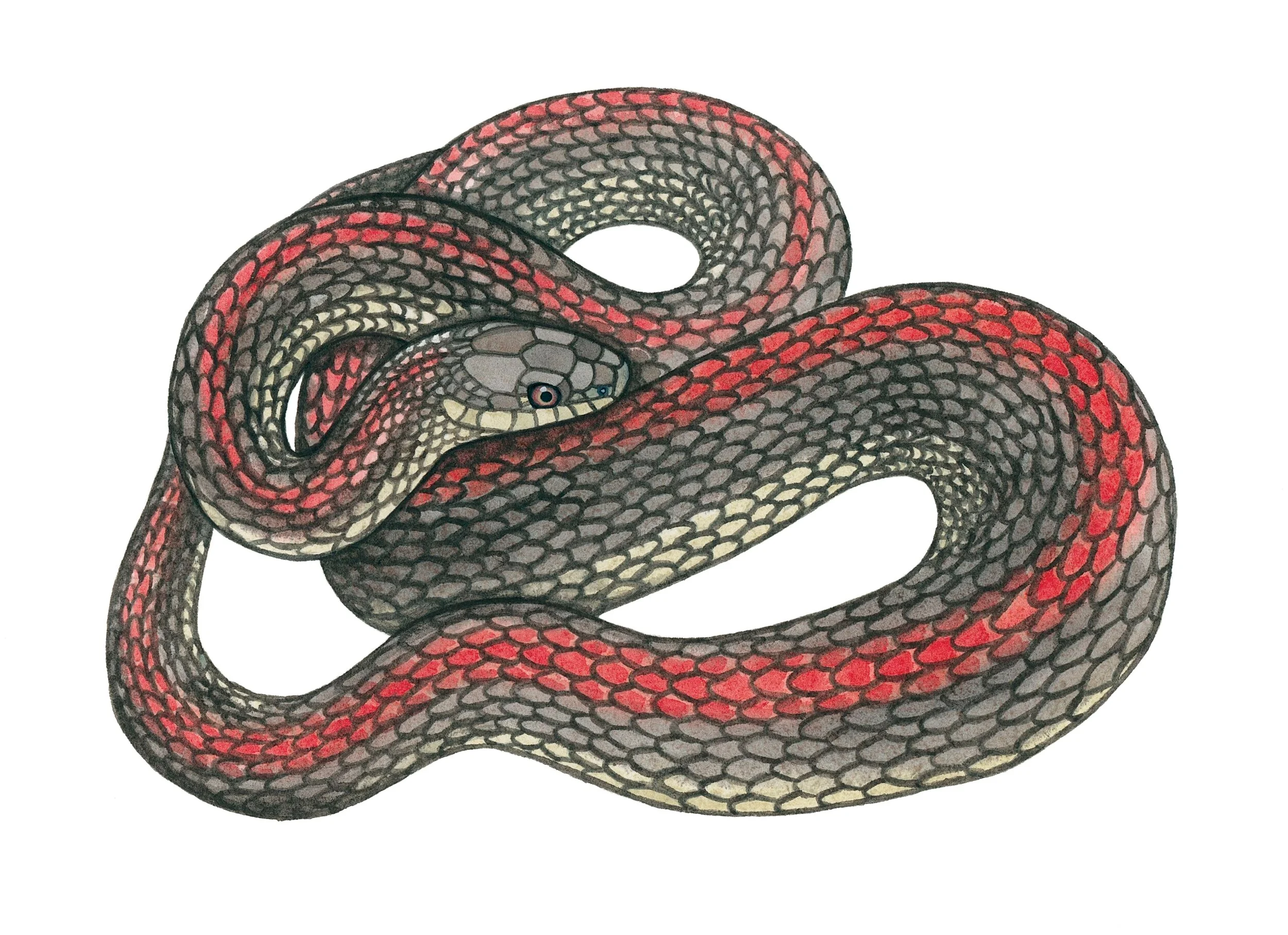 Northwestern garter snake