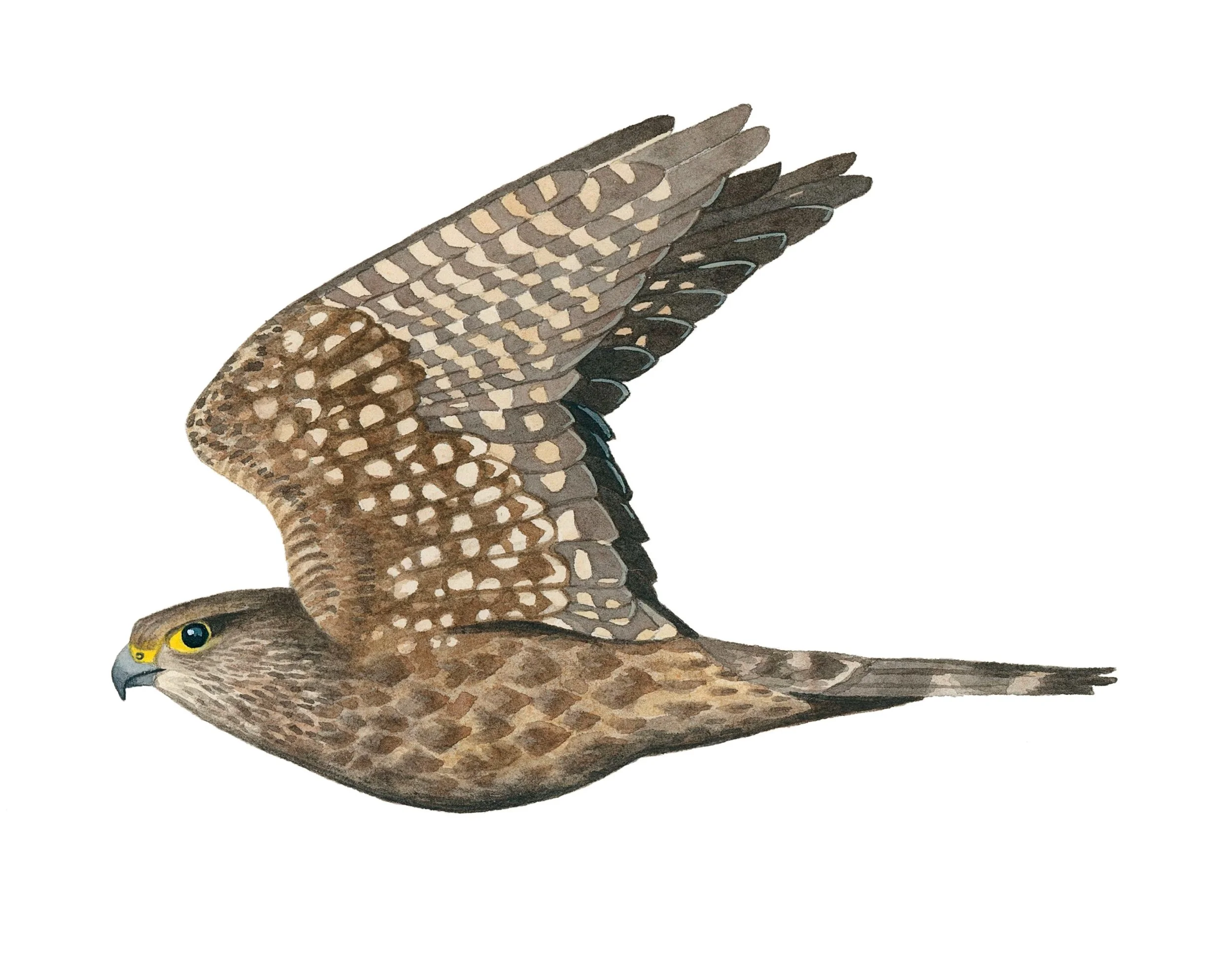Merlin