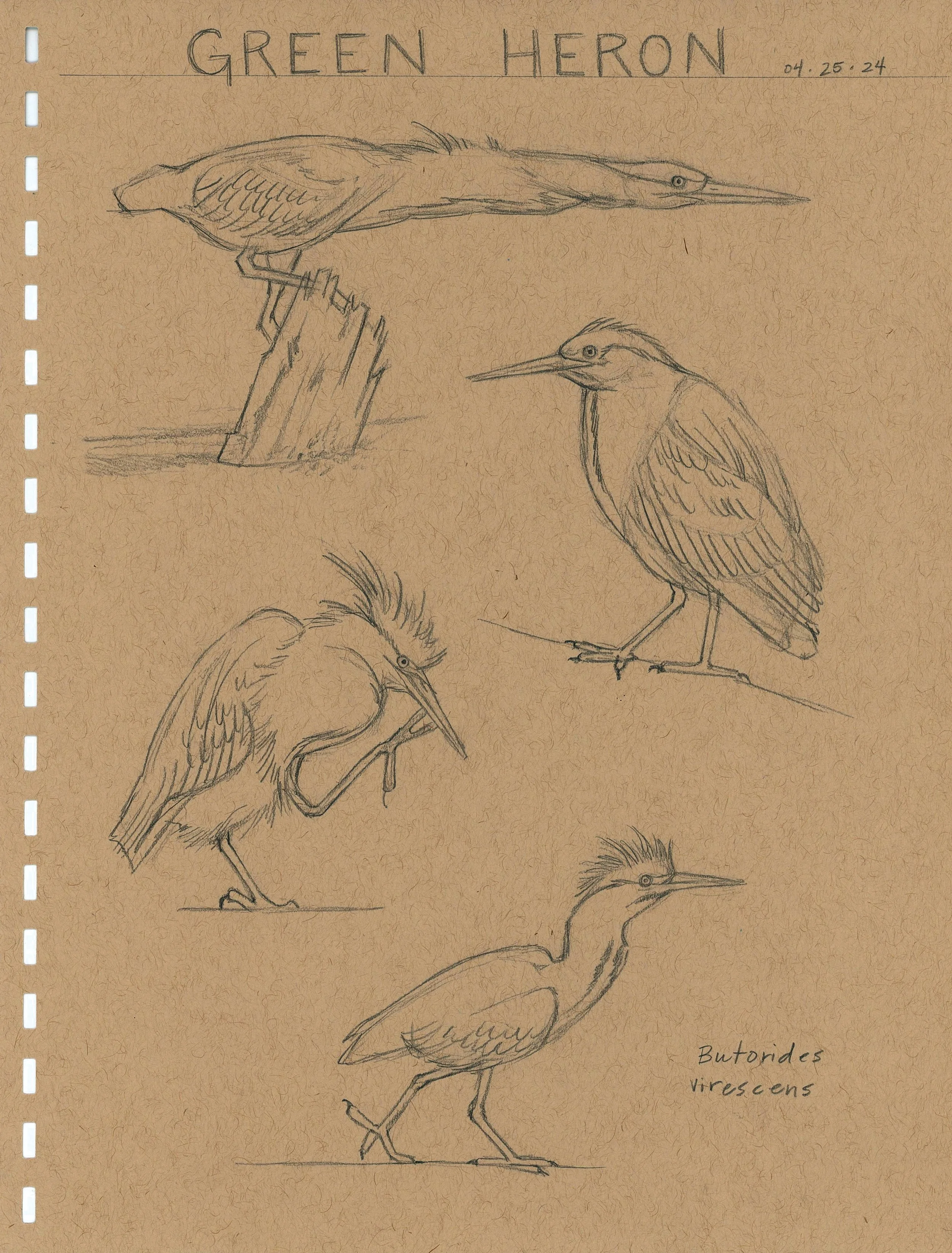 Sketch_Green Heron.jpg
