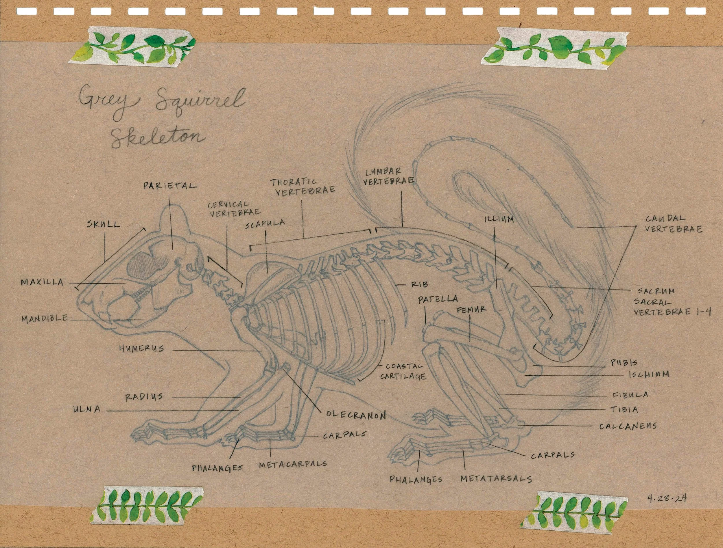 Sketch_Squirrel Skeleton.jpg