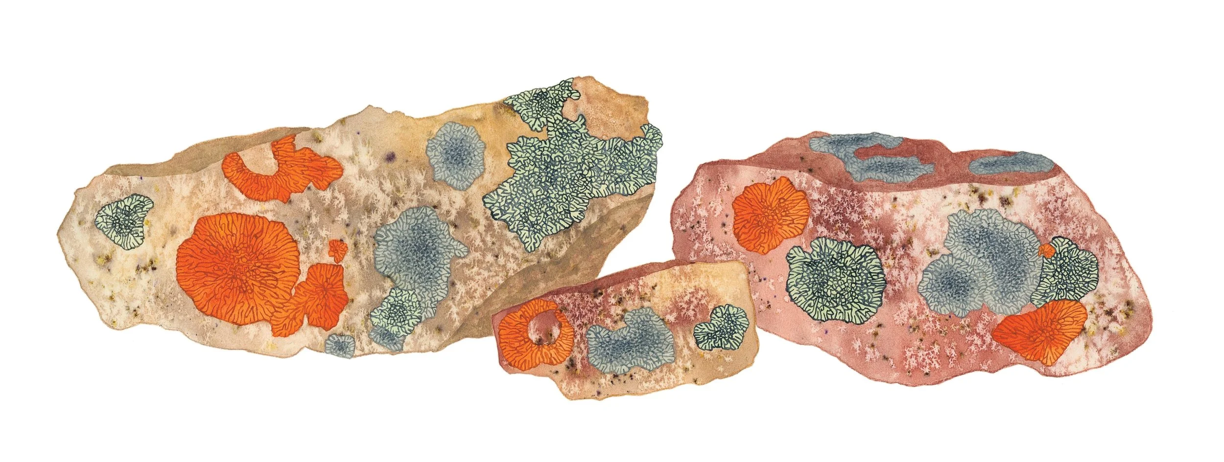 Crustose lichen covered rocks