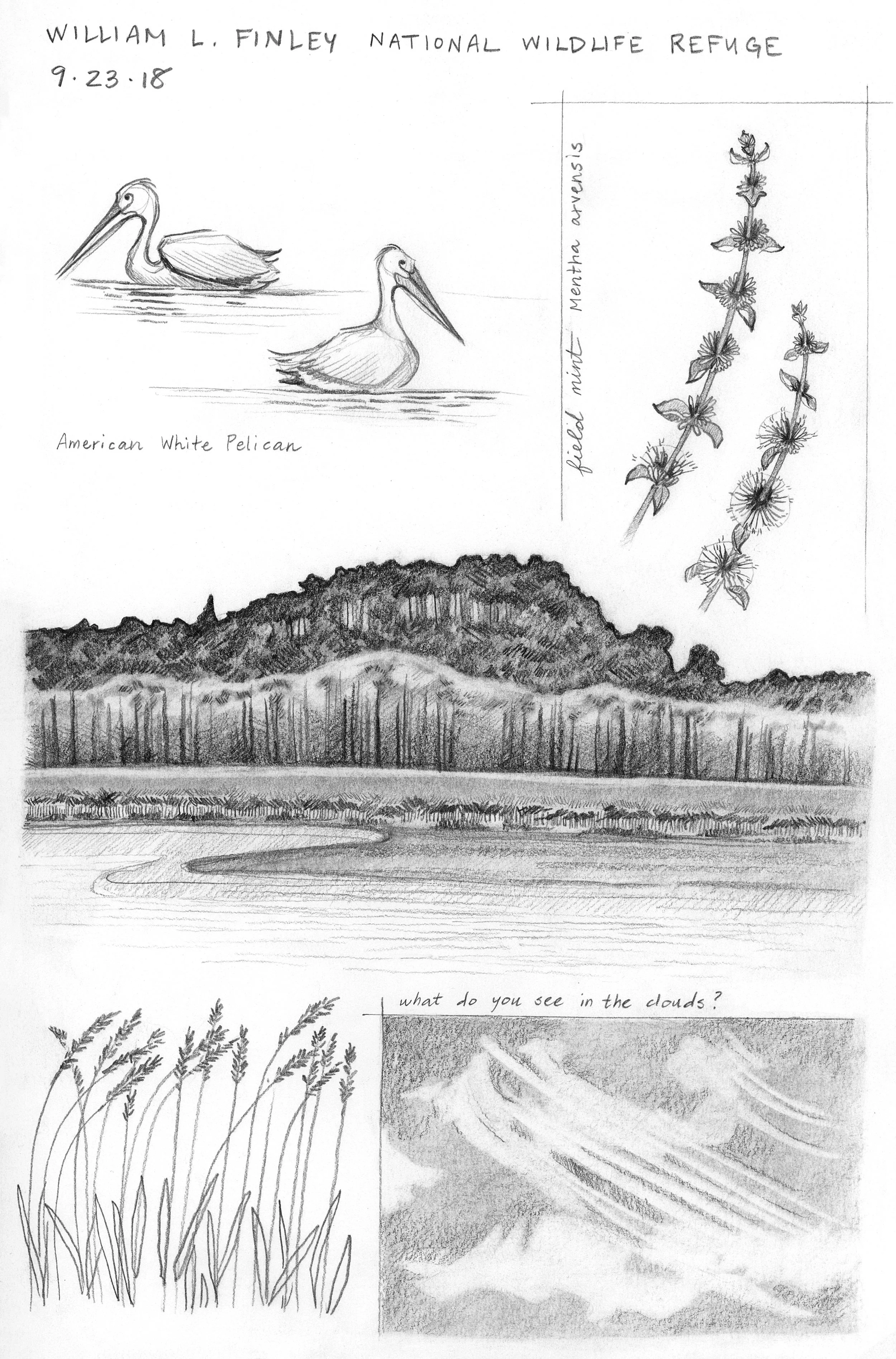 Sketch_Finley Pencil 9_18.jpg