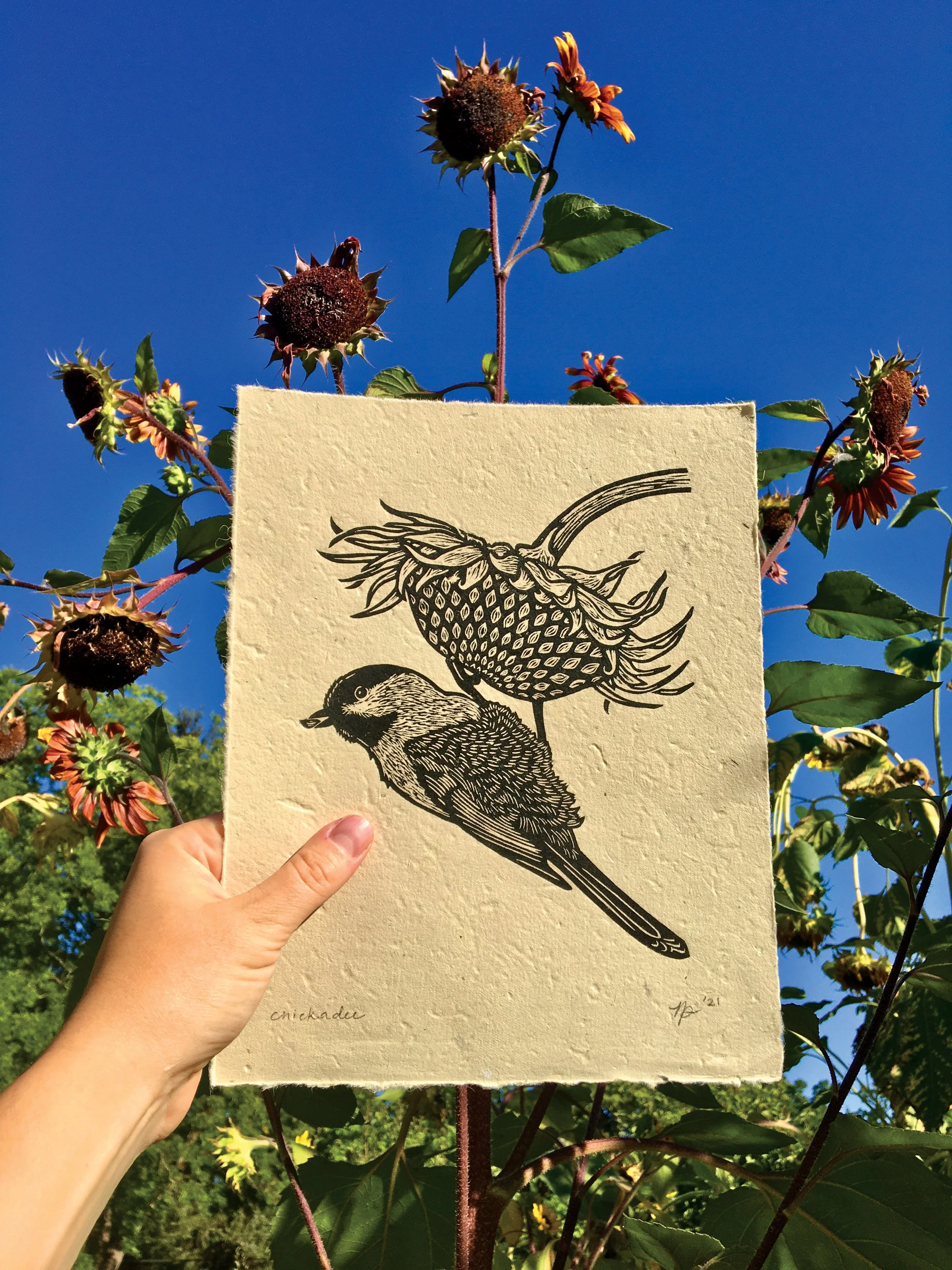 Chickadee sun_copyright.jpg