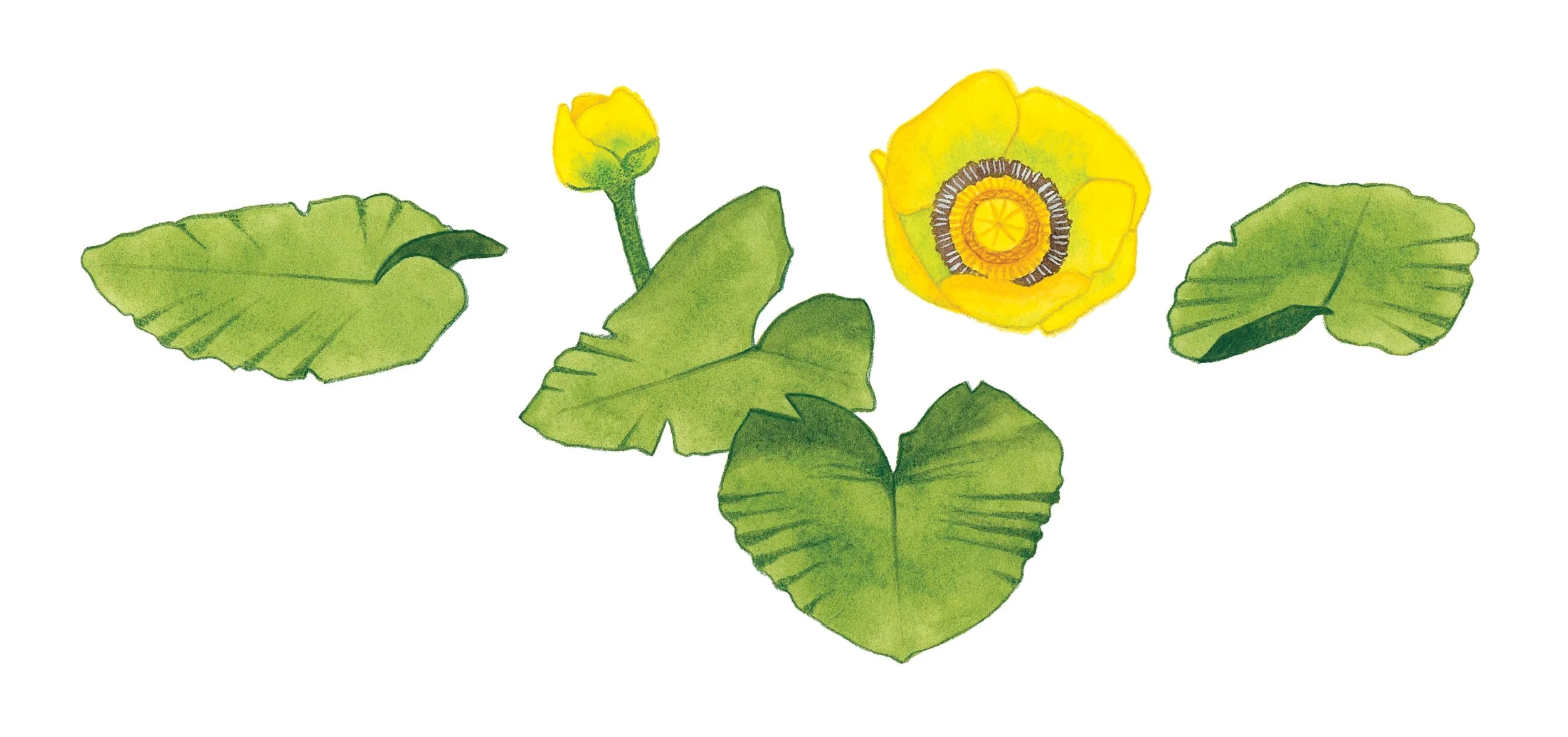 Western yellow pond-lily