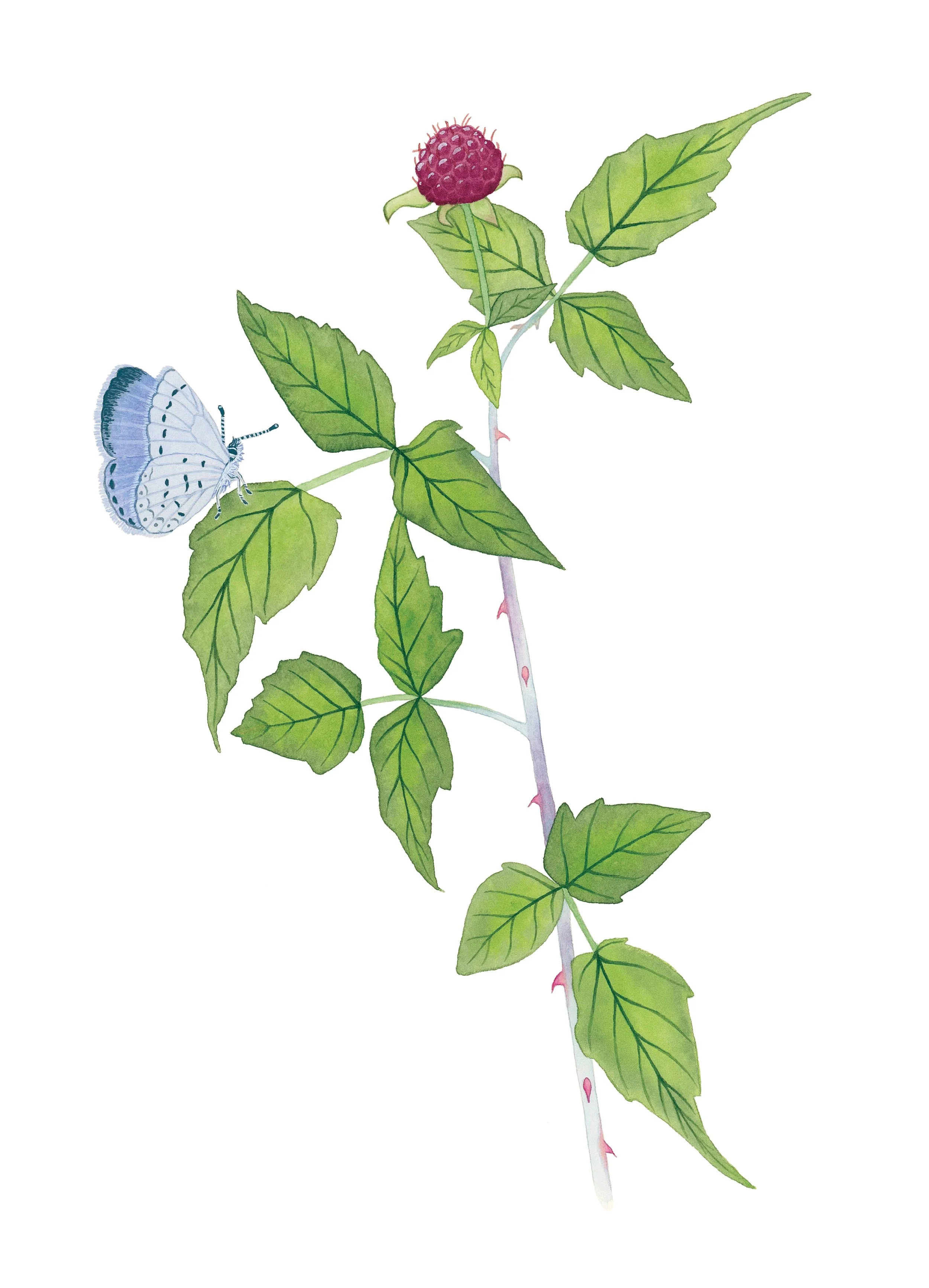 Echo azure butterfly sitting on a blackcap raspberry