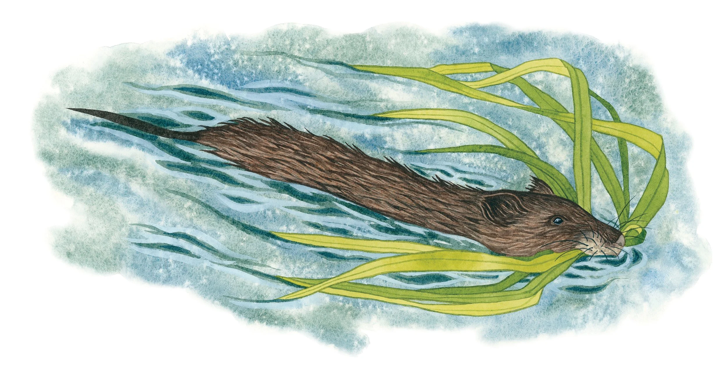 Muskrat swimming with some reeds to build a den across the pond