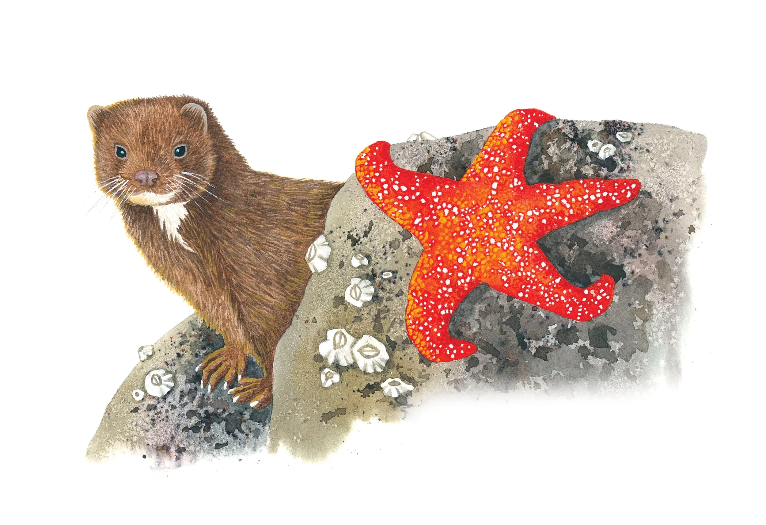 American mink peeking out from behind a rock with an ochre sea star on it