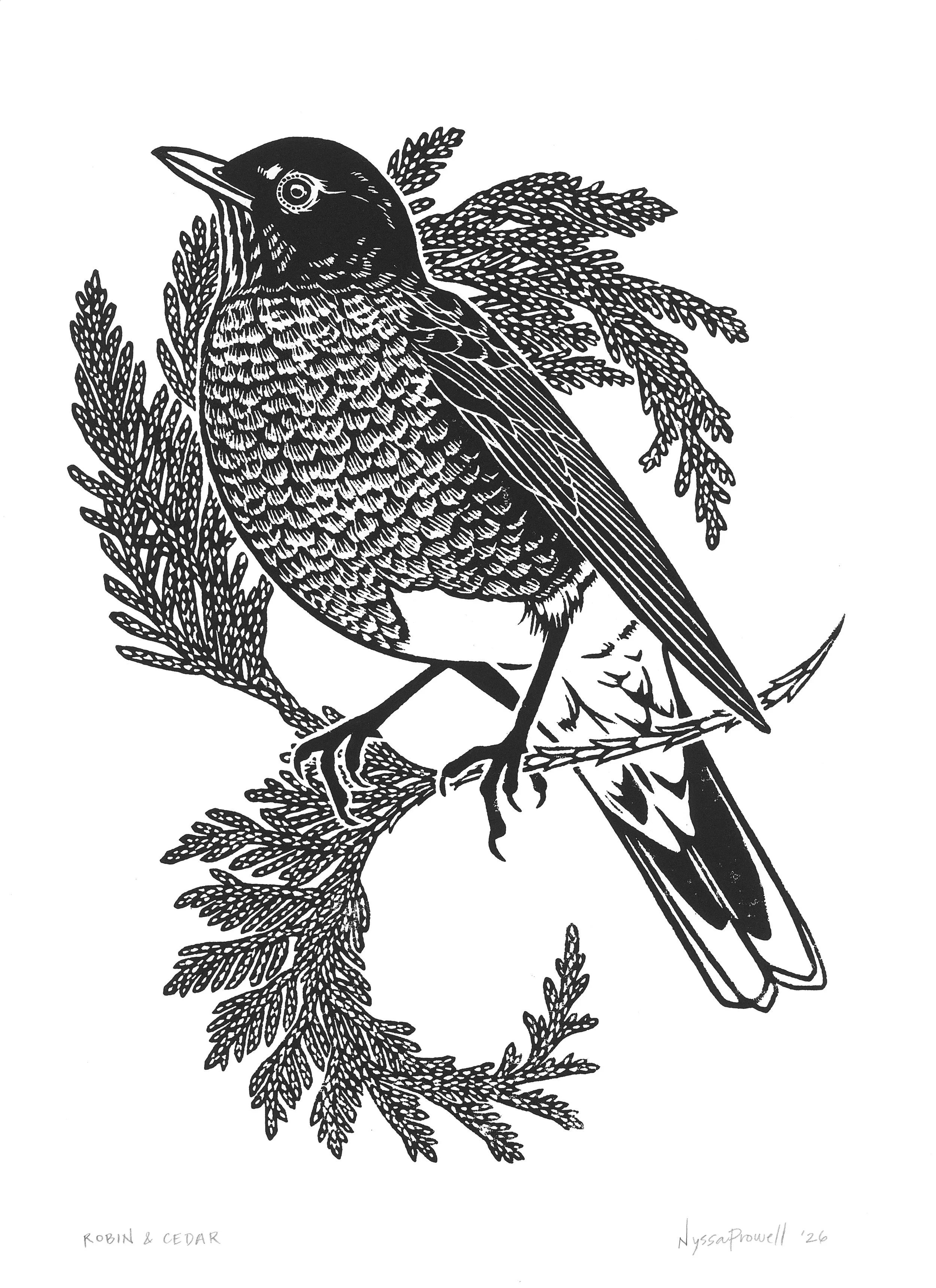 Black and white illustration of a robin perched on a branch with cedar leaves surrounding it, labeled "Robin & Cedar" and signed by Nyssa Prowell in 2026.