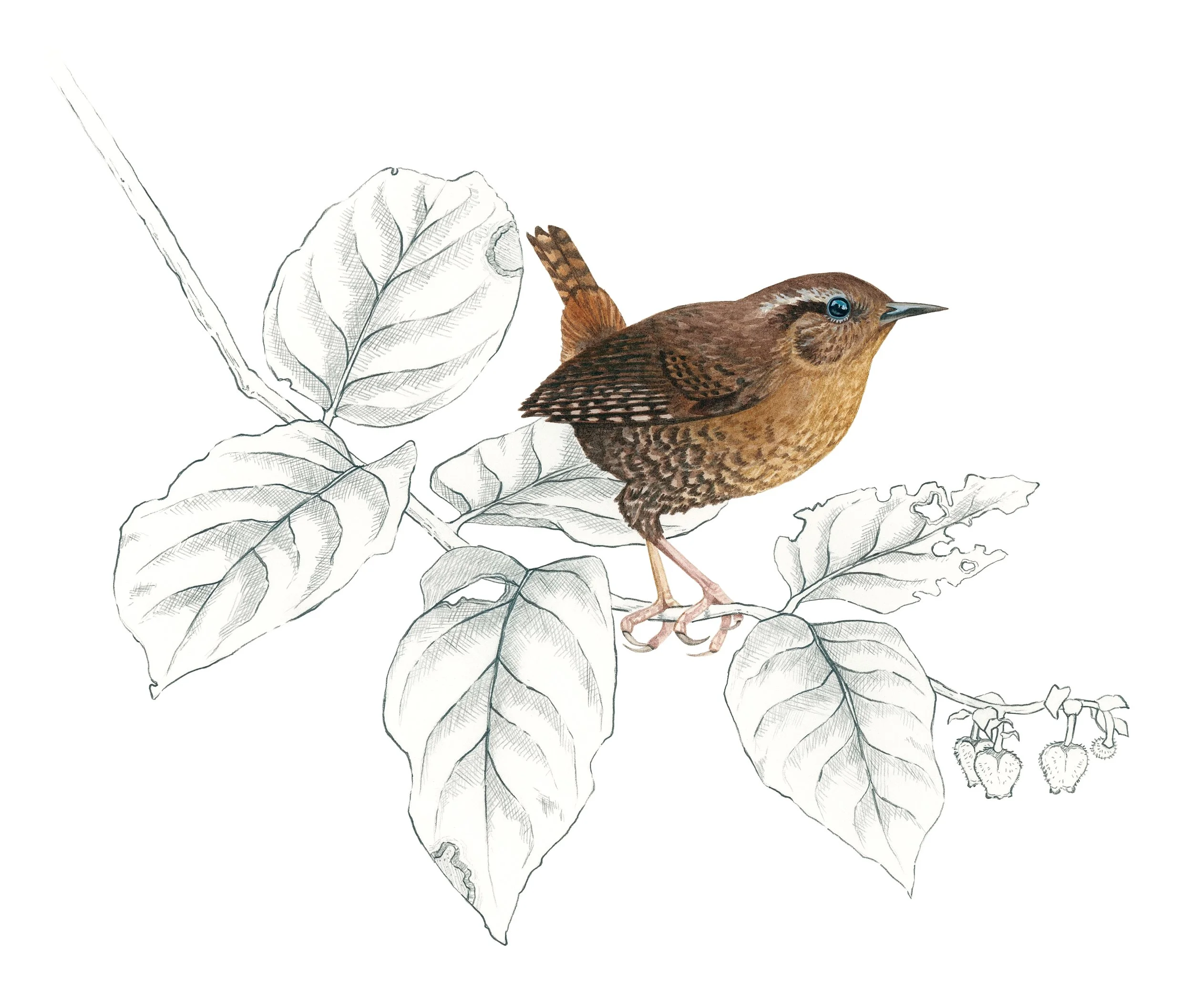 Pacific wren sitting on a salal branch