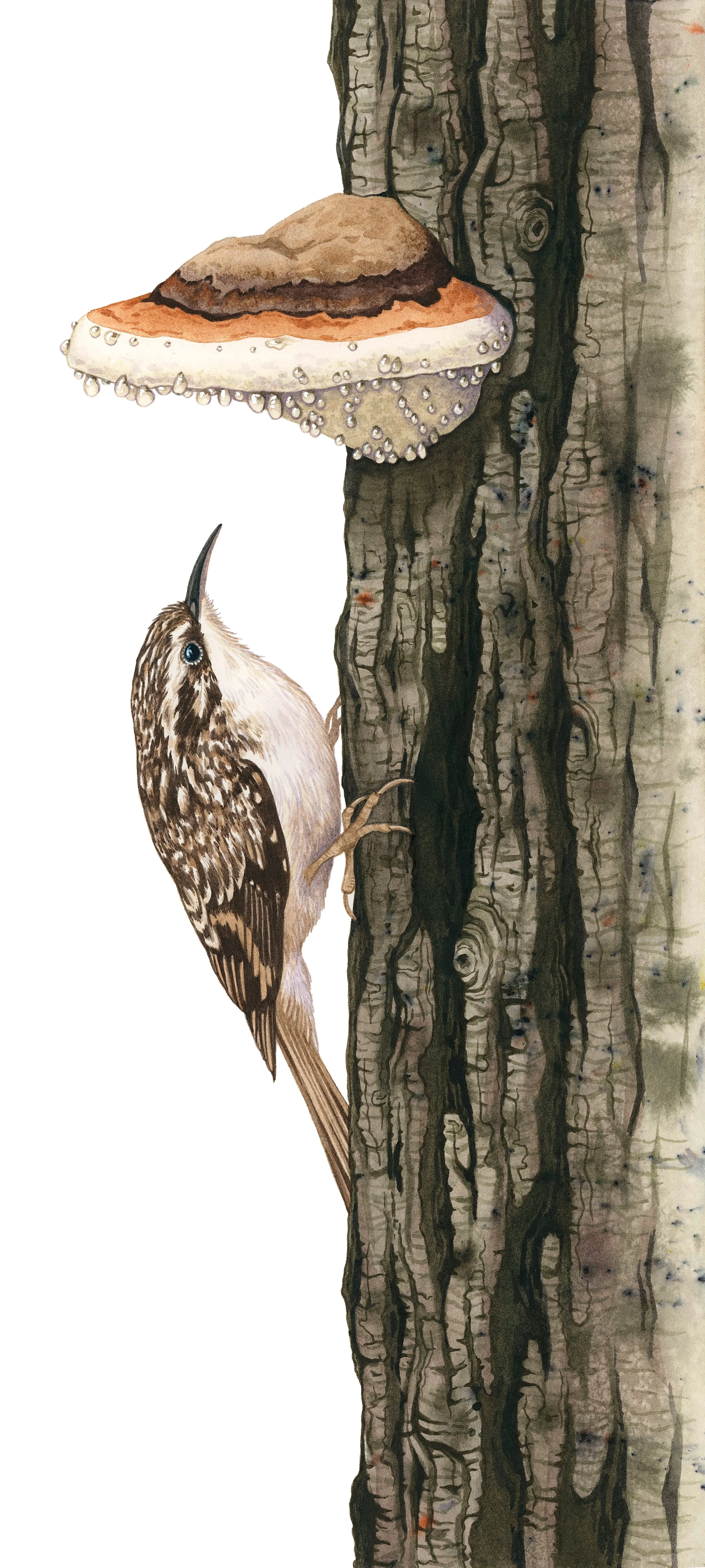 Brown creeper climbing up a tree trunk with a Northern red belt mushroom