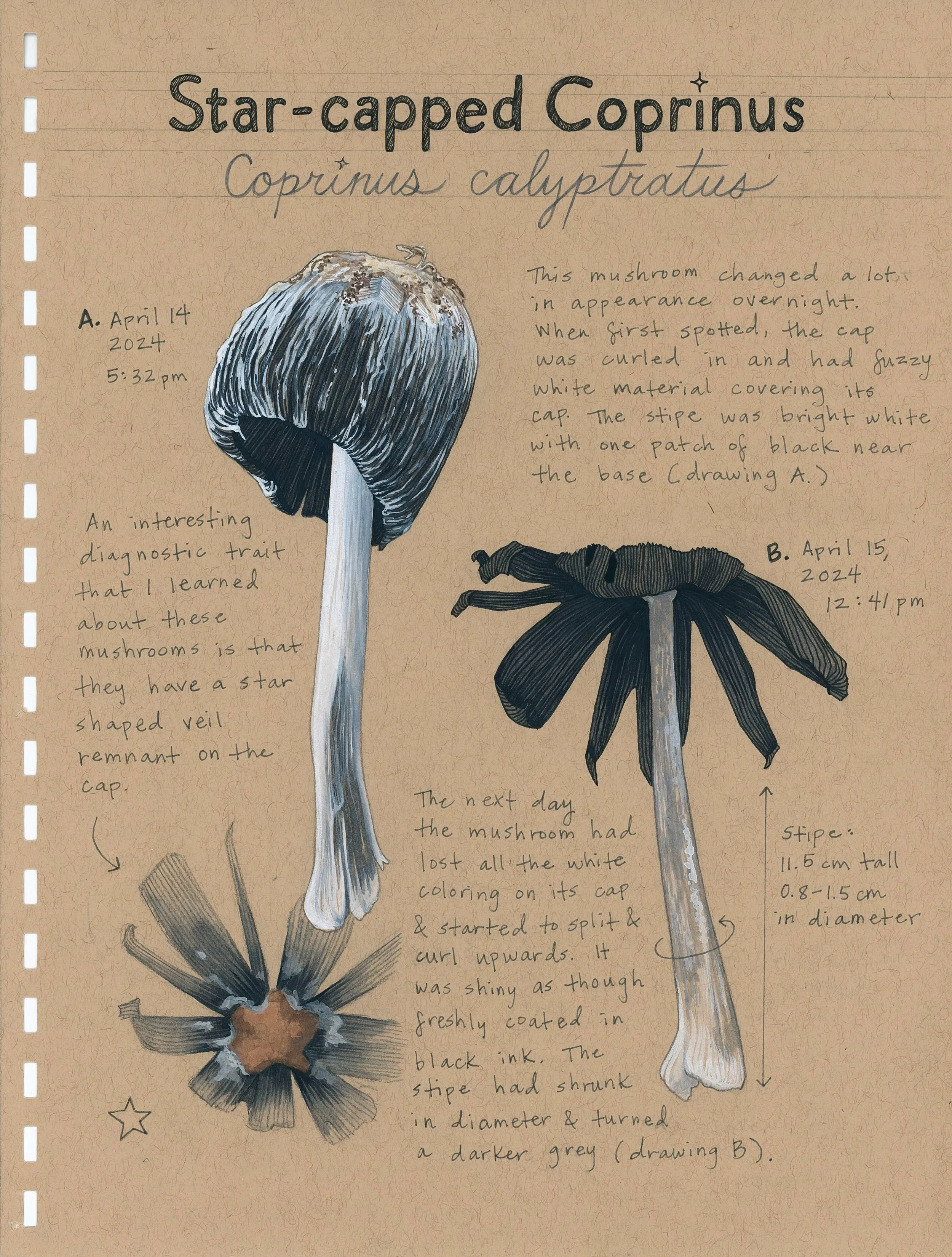 Sketch_Fungi Study.jpg