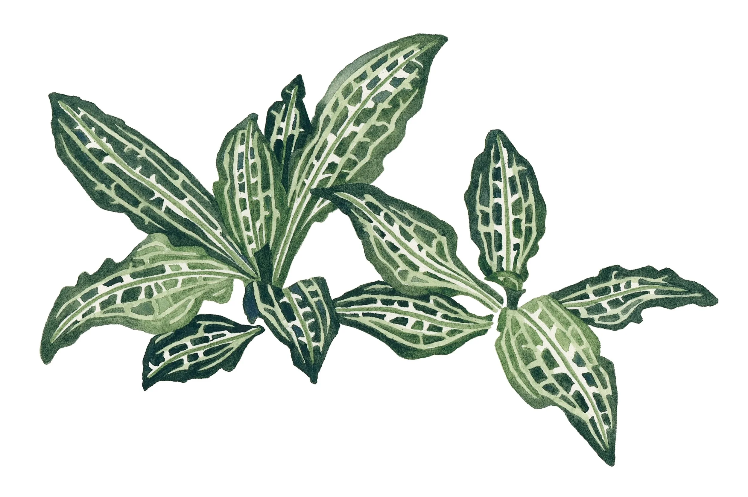 Western rattlesnake plantain