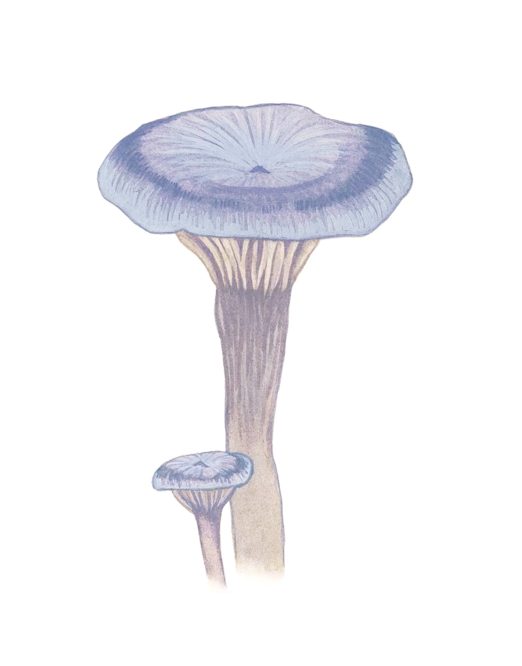 The humpback mushroom