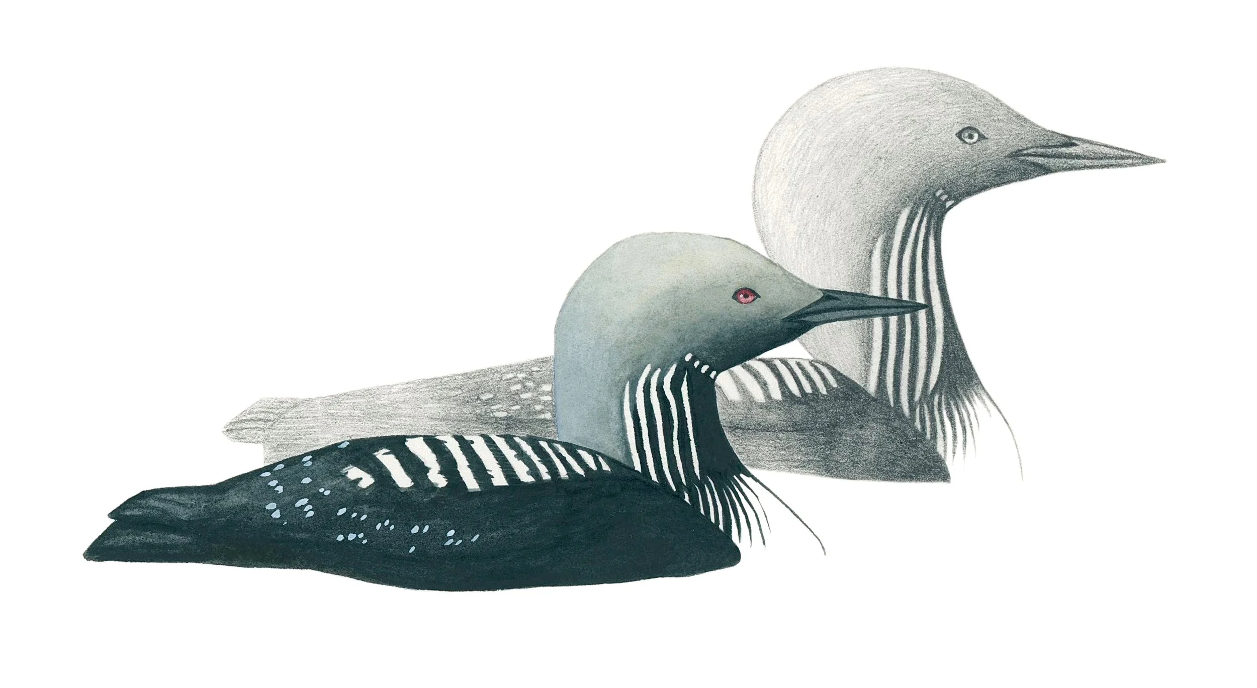 A pair of Pacific loons