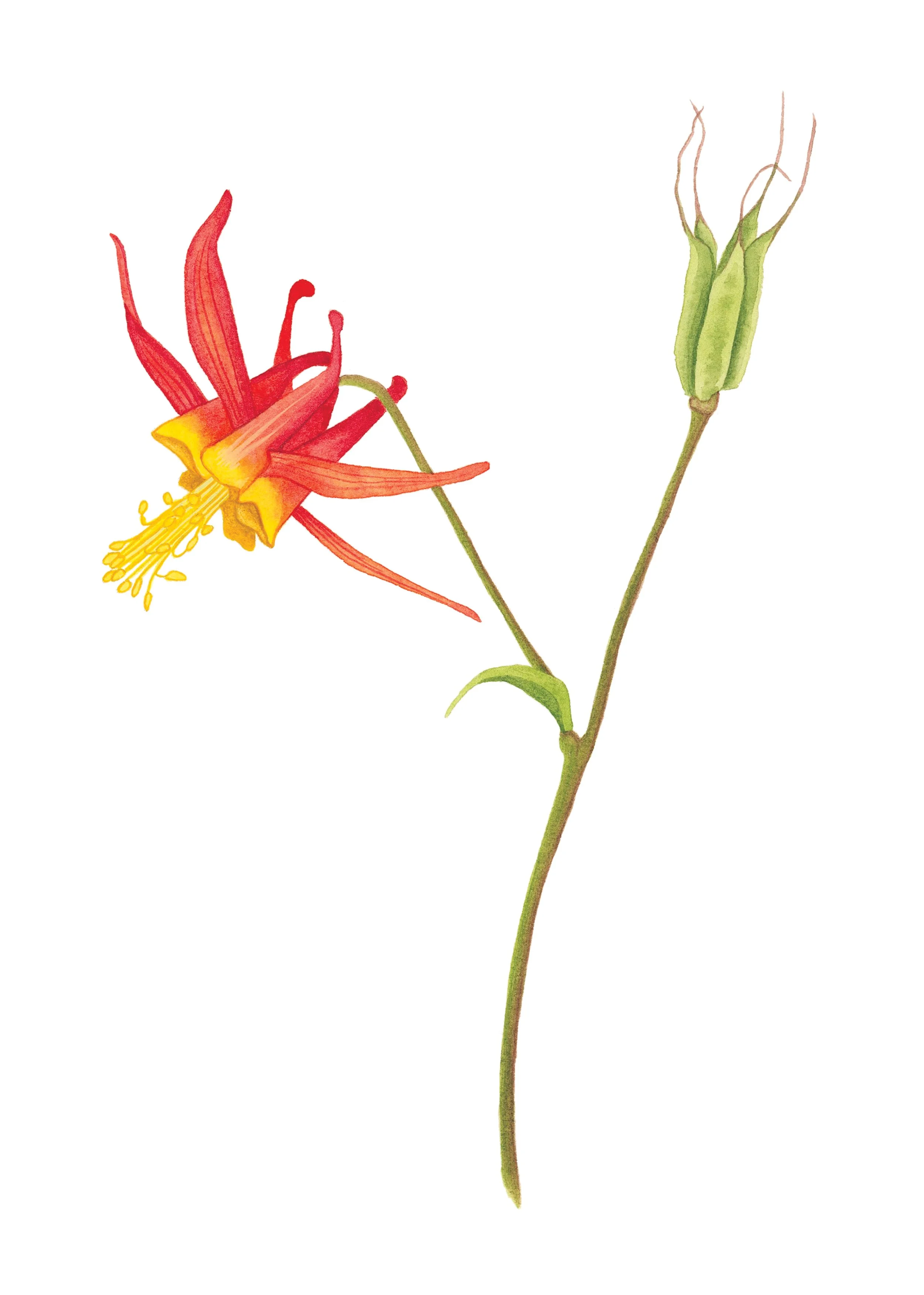 Western columbine